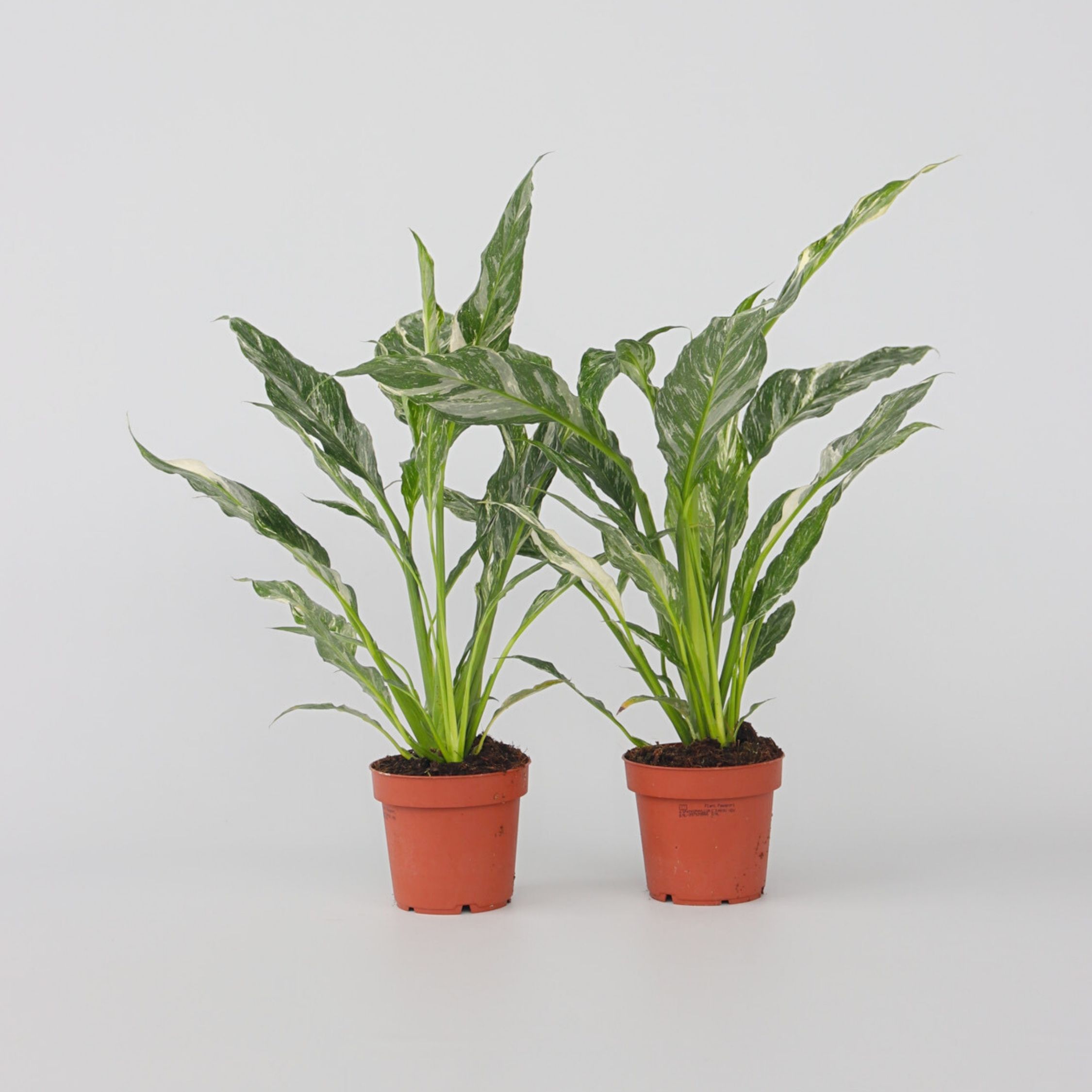 Plant in a Box - Friedenslilie - Einblatt - 2 Stk - Spathiphyllum Diamond - H&ouml;he 40-50cm - Topf 12cm - Bild 1