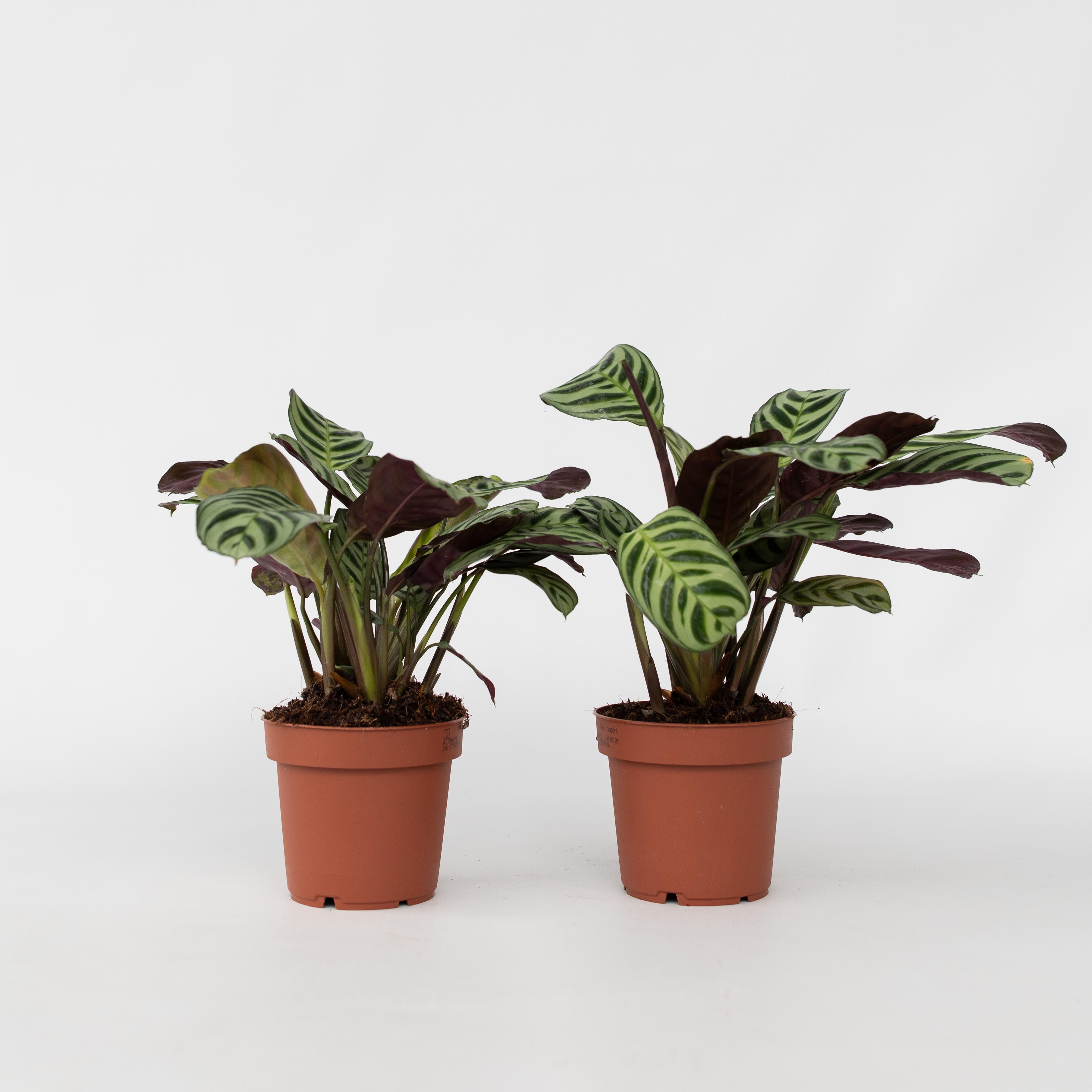 Plant in a Box - Marante - 2 Stk - Ctenanthe 'Amagris' - H&ouml;he 20-30cm - Topf 12cm - Bild 1