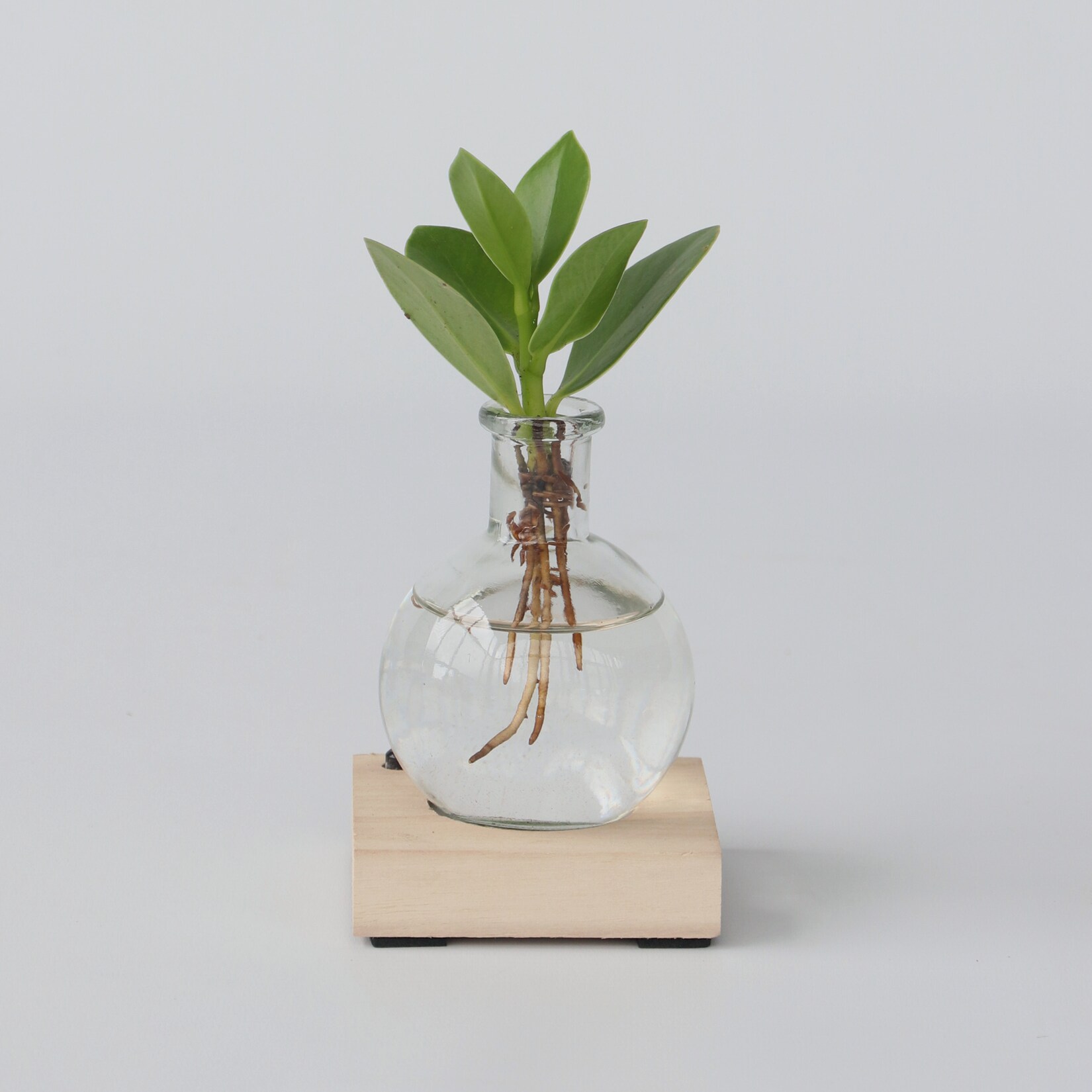 Plant in a Box – Kleiner Balsamapfel im Glas mit Licht – Clusia rosea – Höhe 15-20cm – Topf 8cm | 07428477128639