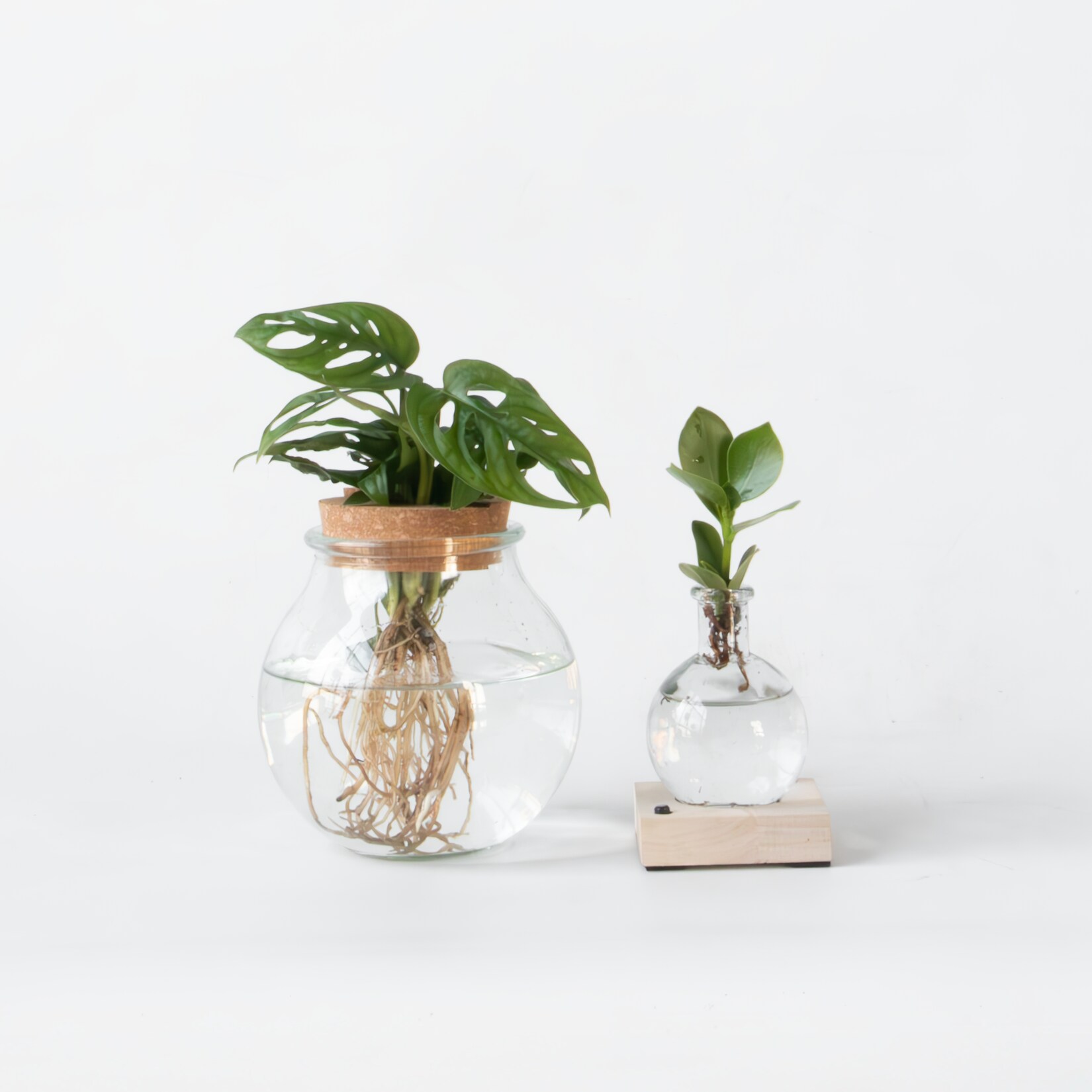 Plant in a Box – Pflanzenmix im Glas – 2er Set – Clusia, Monstera – Höhe 15-35cm – Topf 20cm | 08721278900305