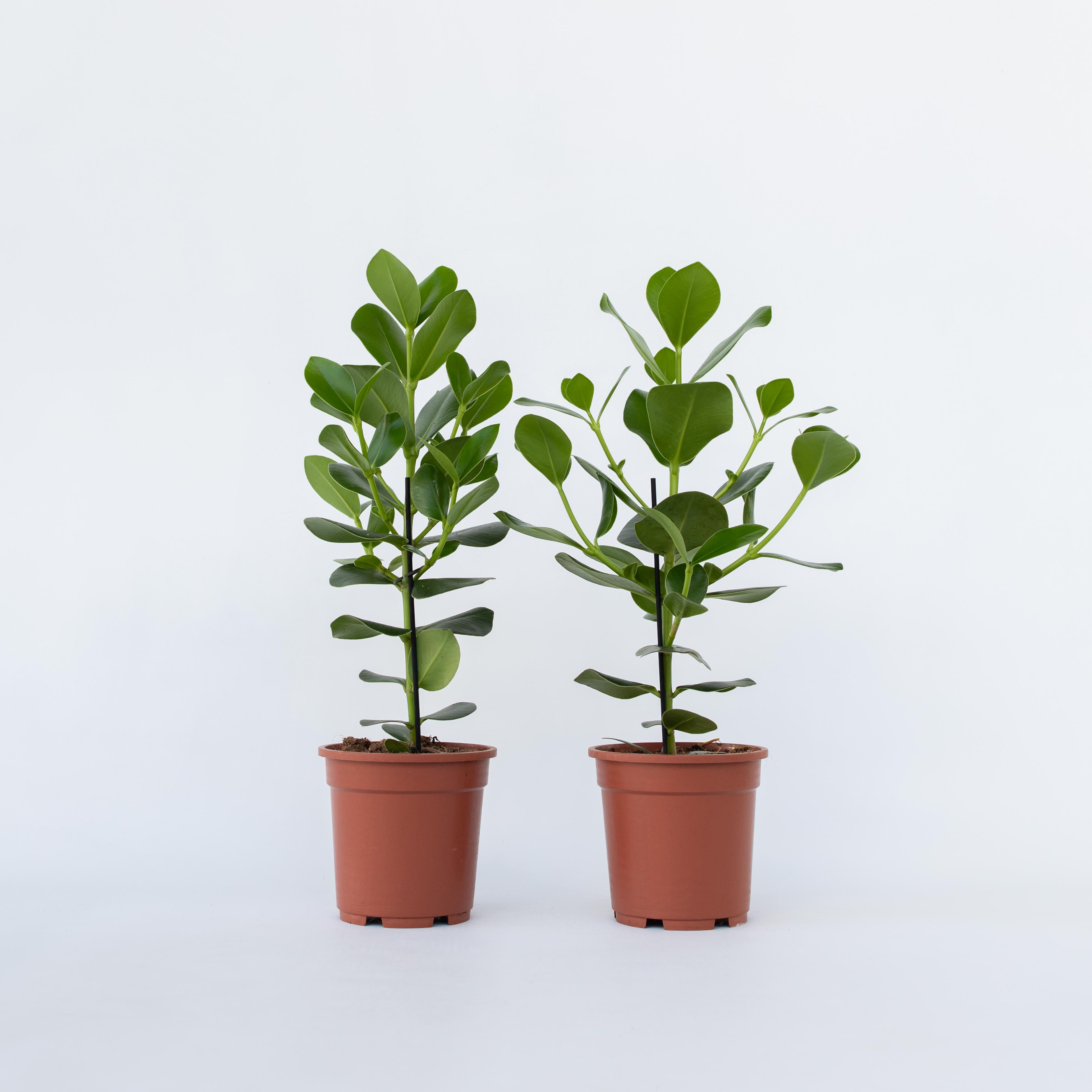 Plant in a Box - Balsamapfel - 2 Stk - Clusia rosea 'Princess' - H&ouml;he 50-60cm - Topf 17cm - Bild 1