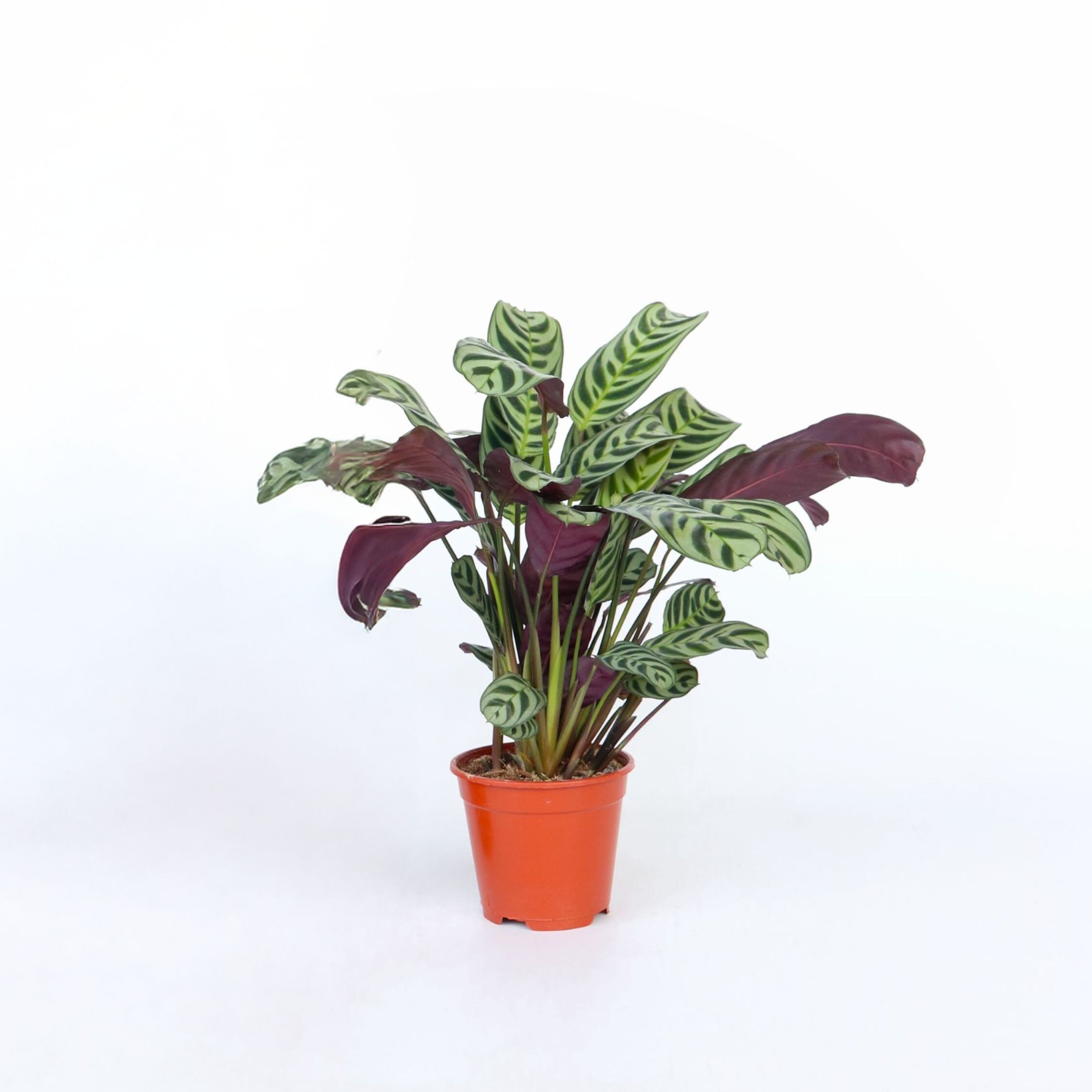 Plant in a Box - Marante - Ctenanthe 'burle-marxii' - H&ouml;he 25-40cm - Topf 12cm - Bild 1