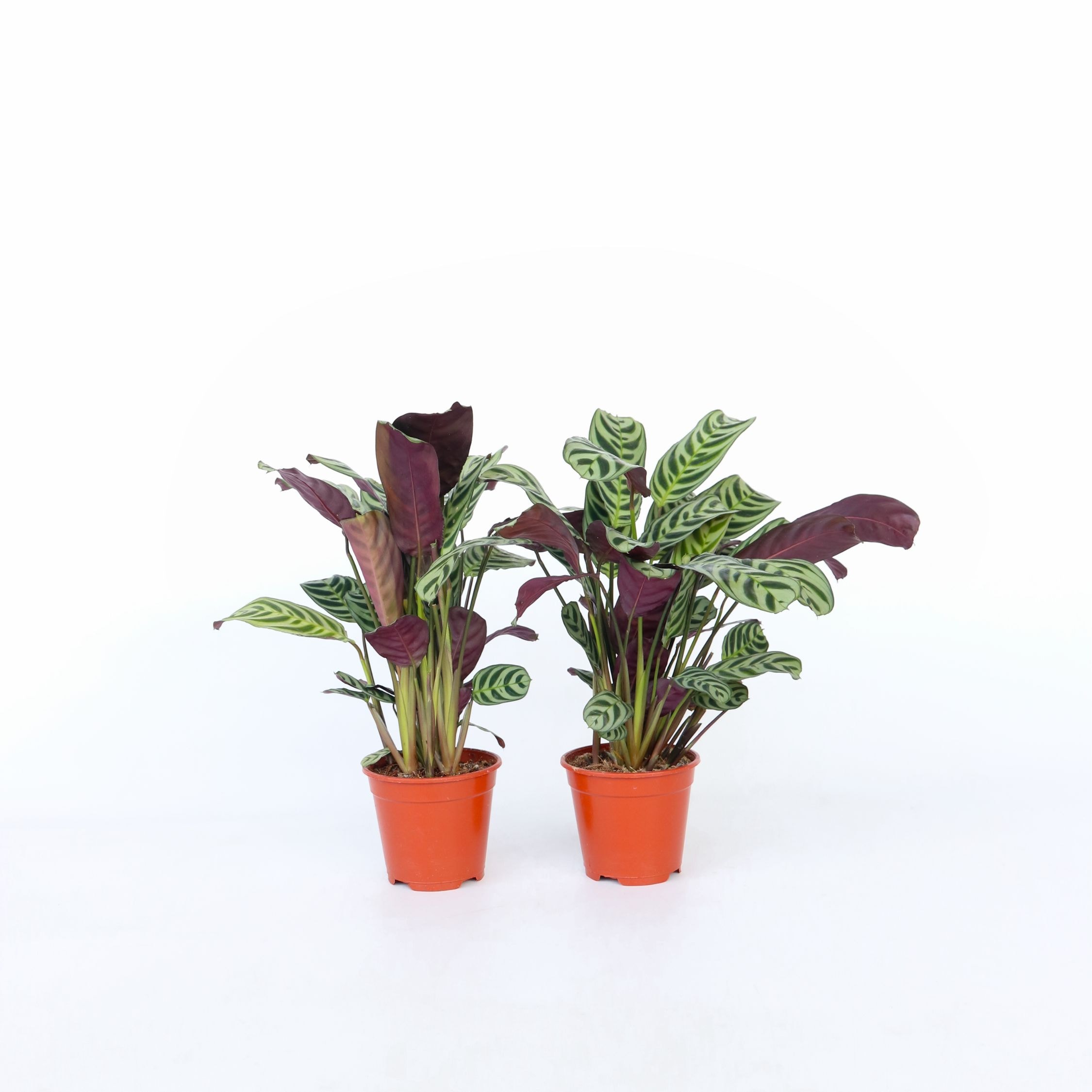 Plant in a Box - Marante - 2 Stk - Ctenanthe 'burle-marxii' - H&ouml;he 25-40cm - Topf 12cm - Bild 1