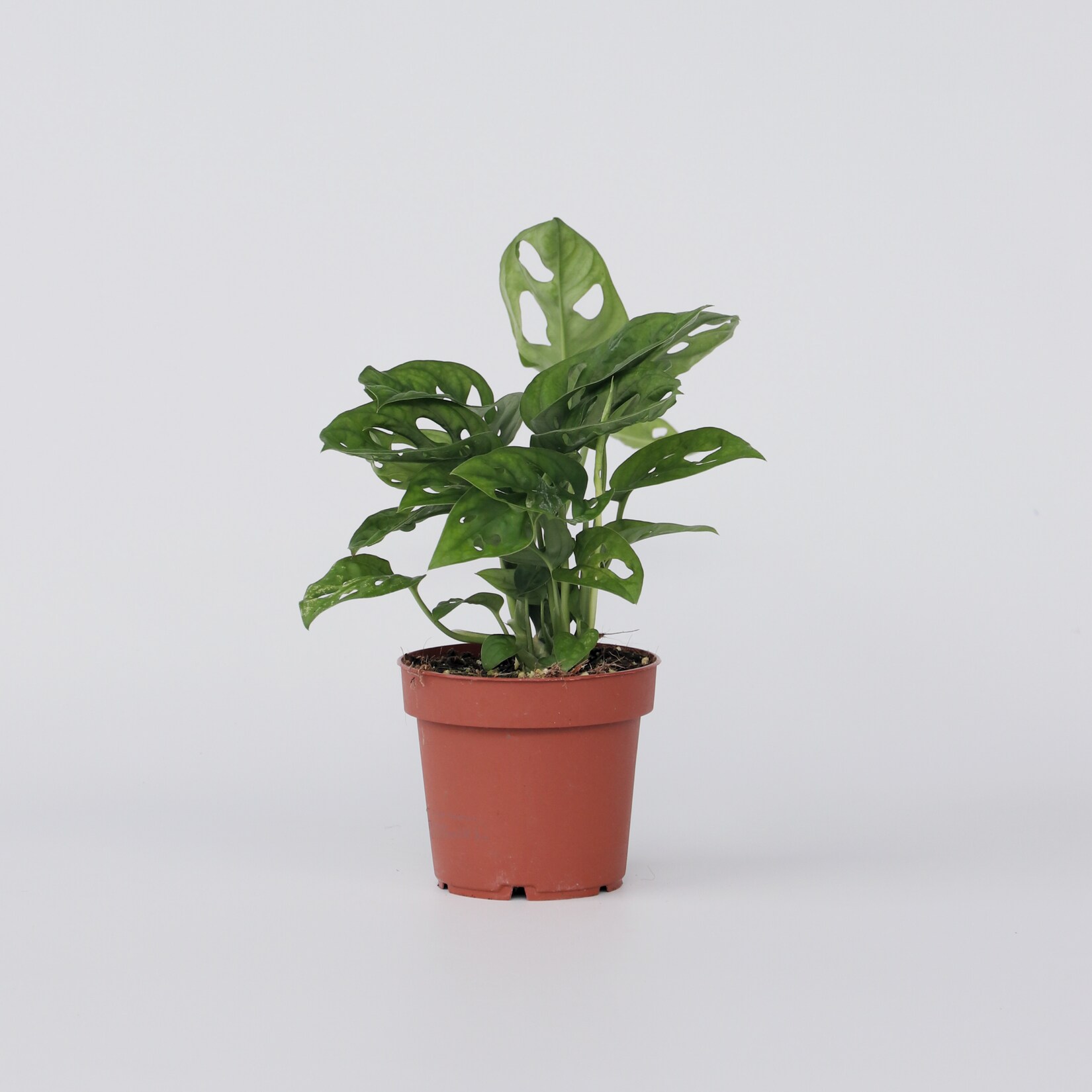 Plant in a Box – Fensterblatt – Monstera adansonii ‚Monkey Mask‘ – Höhe 25-30cm – Topf 12cm | 07442924145154