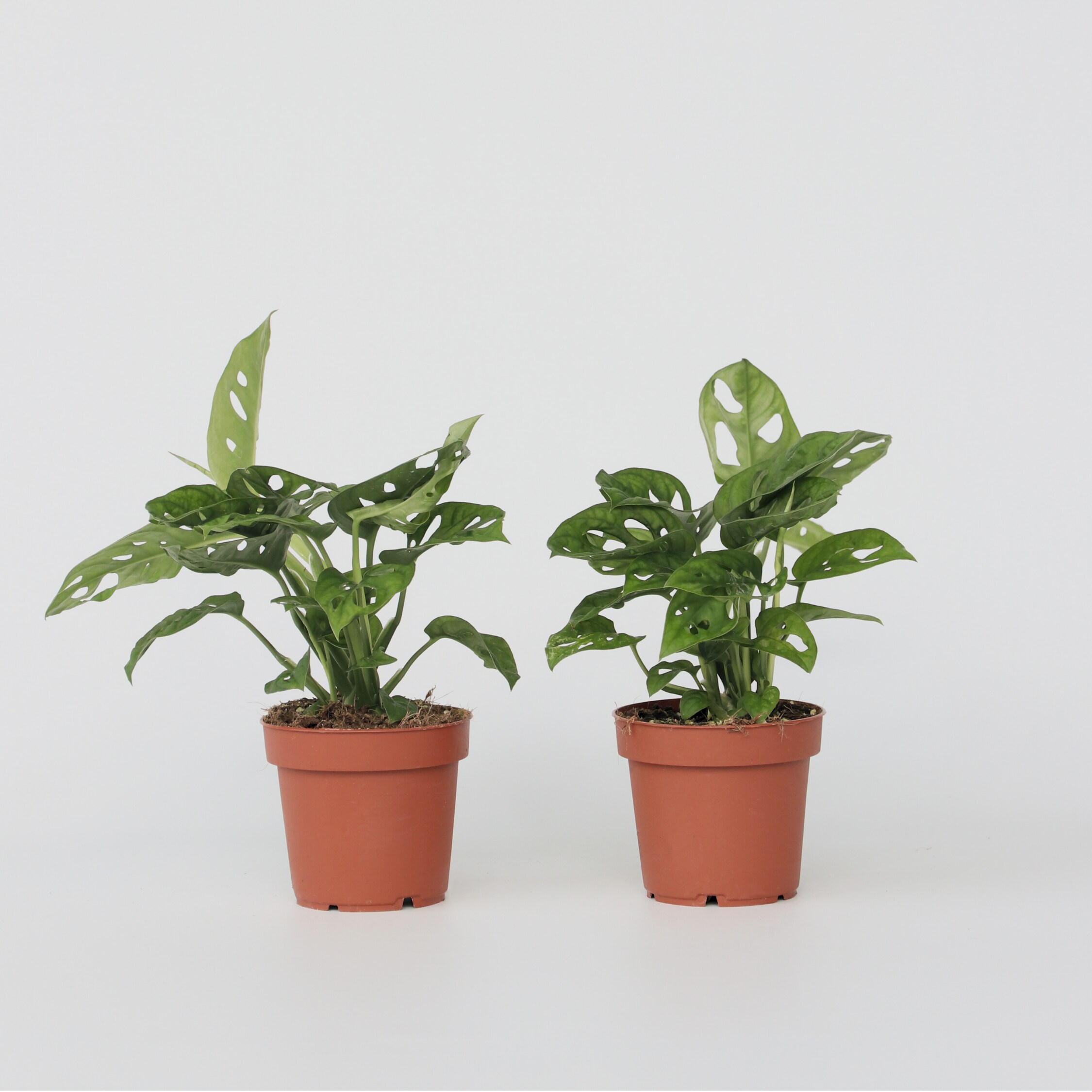 Plant in a Box - Fensterblatt - 2 Stk - Monstera adansonii 'Monkey Mask' - H&ouml;he 25-30cm - Topf 12cm - Bild 1