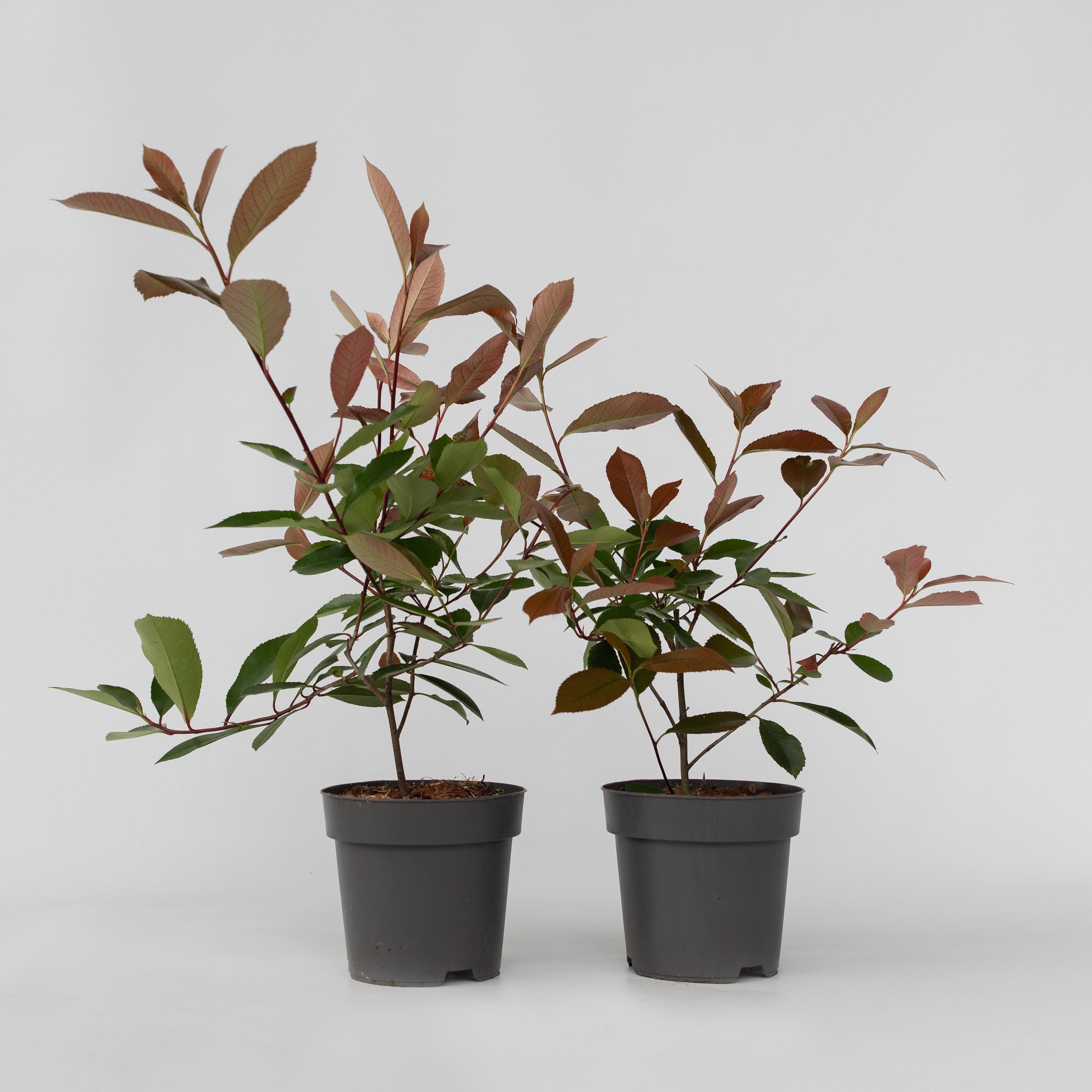 Plant in a Box - Glanzmispel - 4 Stk - Photinia fraseri 'Red Robin' - H&ouml;he 30-40cm - Topf 17cm - Bild 1