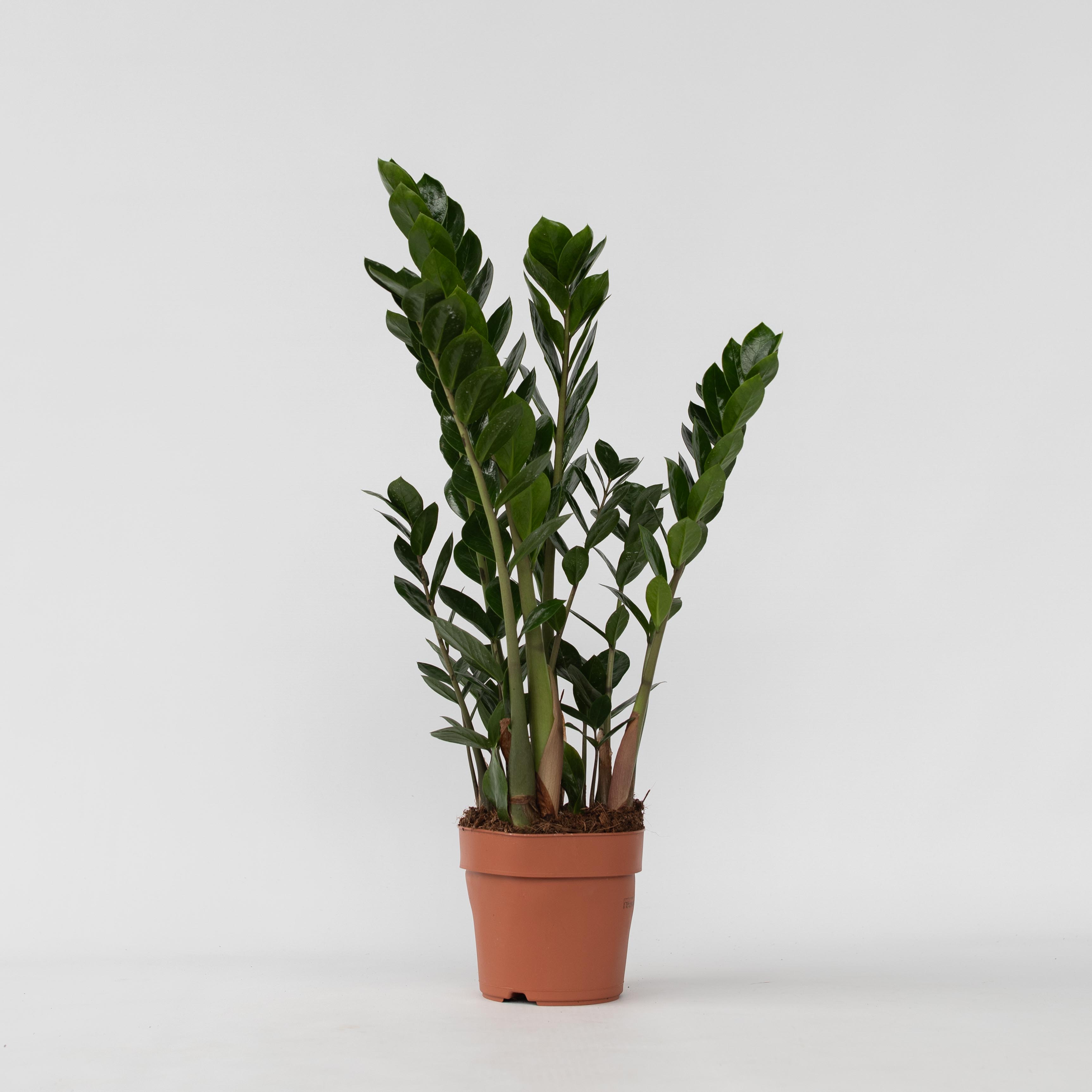 Plant in a Box - Gl&uuml;cksfeder - Zamioculcas Zamiifolia - H&ouml;he 55-65cm - Topf 17cm - Bild 1