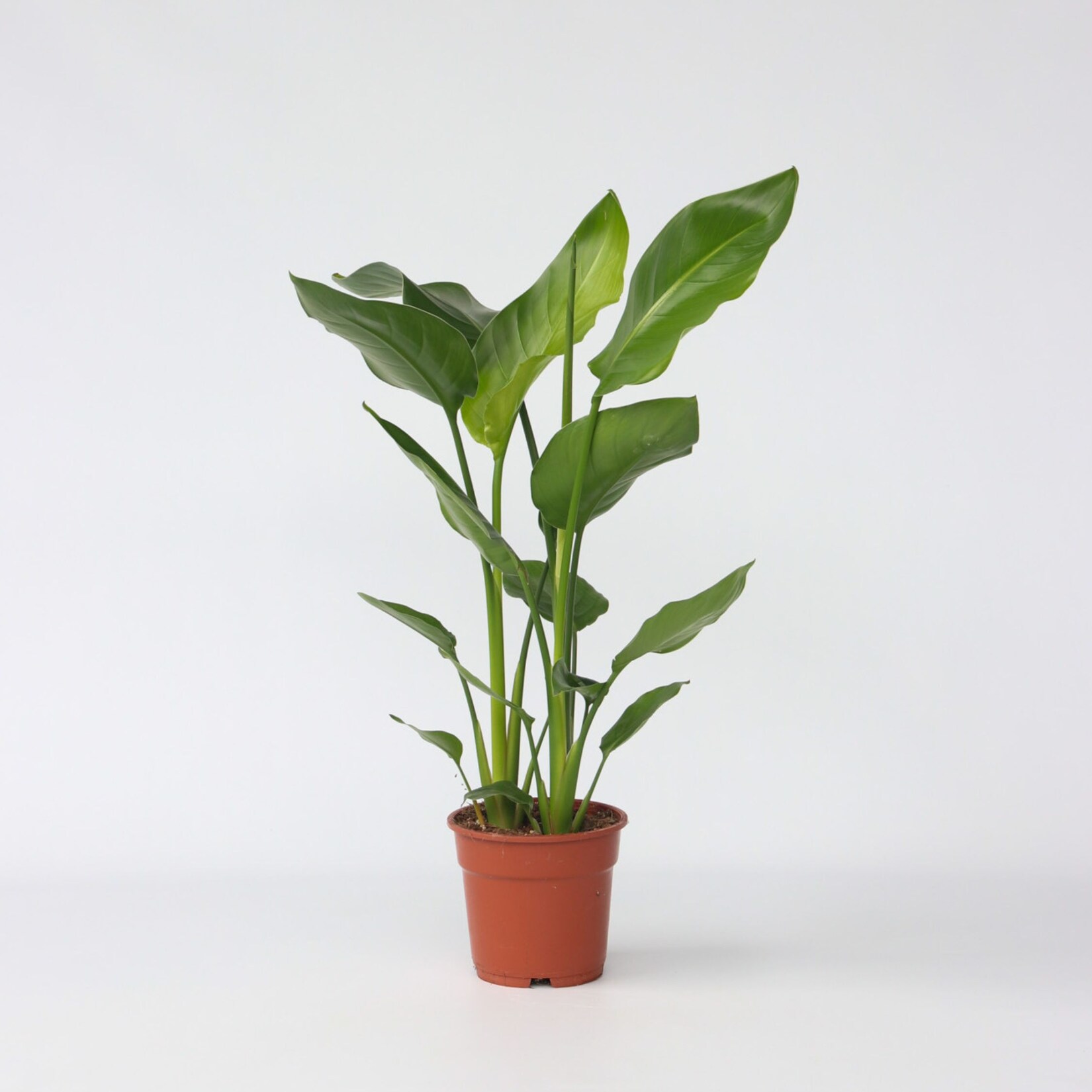 Plant in a Box – Paradiesvogelblume – Strelitzie – Strelitzia nicolai – Höhe 55-70cm – Topf 17cm | 07442924146199