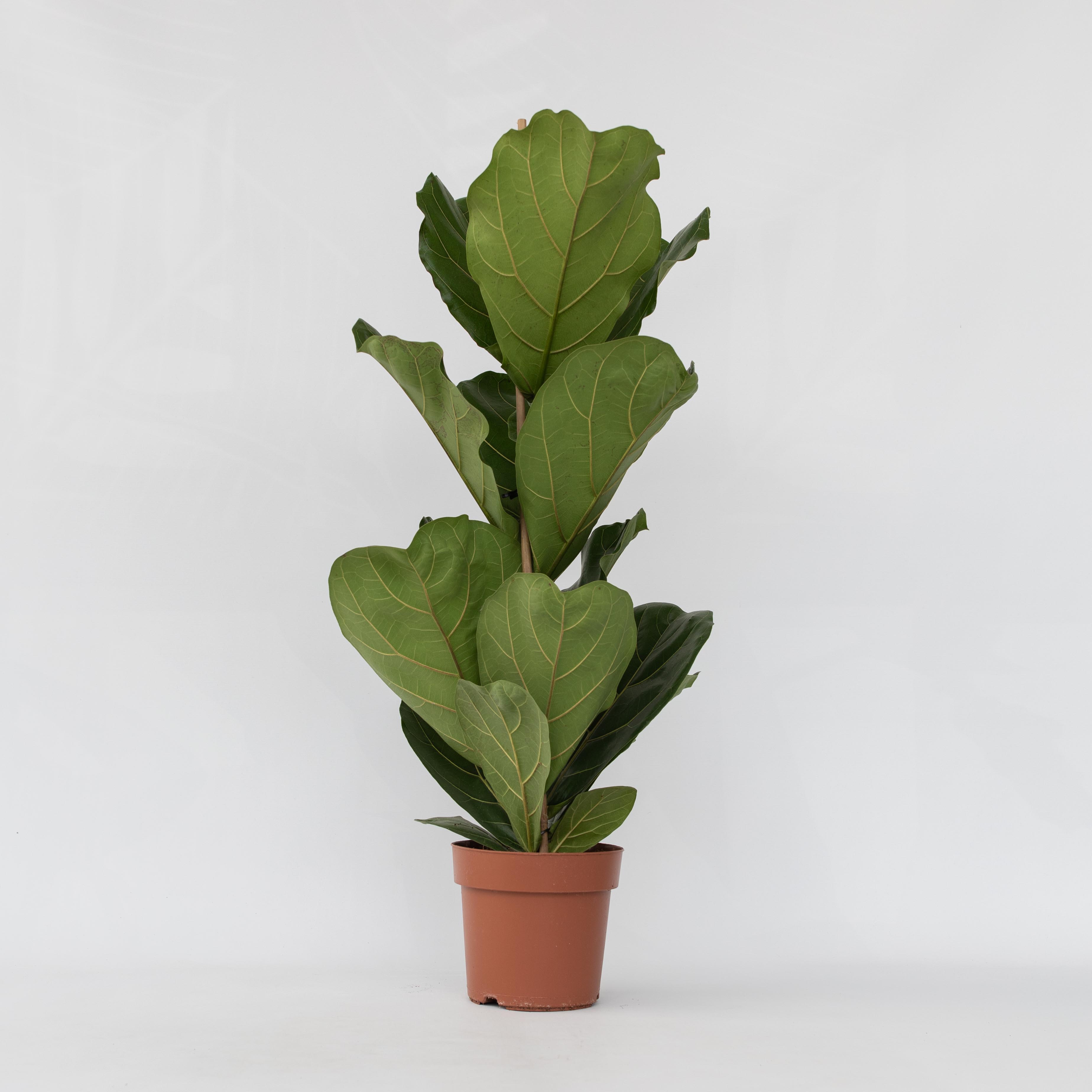 Plant in a Box - Geigenpflanze - Ficus Lyrata - H&ouml;he 70-90cm - Topf 21cm - Bild 1