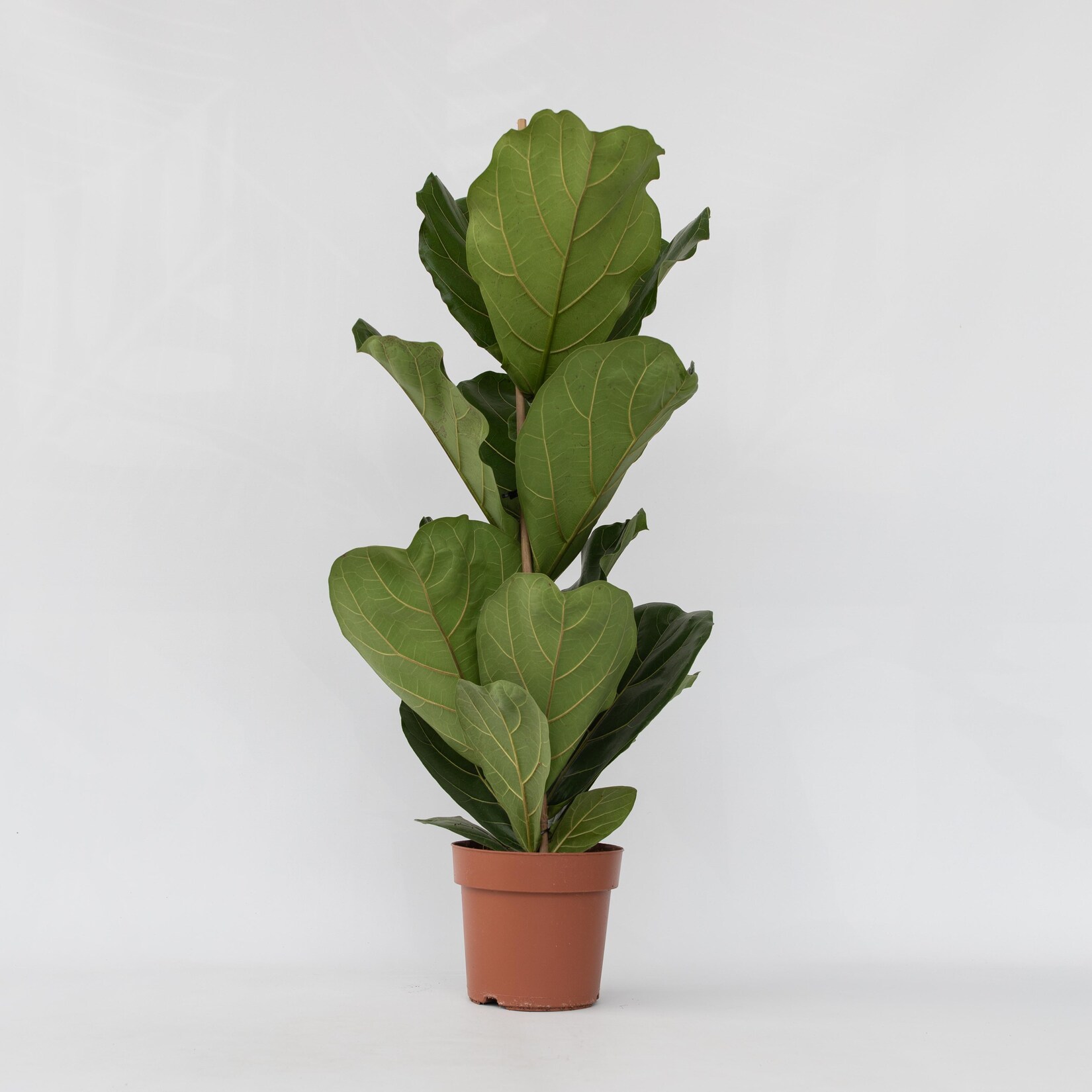 Plant in a Box – Geigenpflanze – 2 Stk – Ficus Lyrata – Höhe 70-90cm – Topf 21cm | 07428473367407
