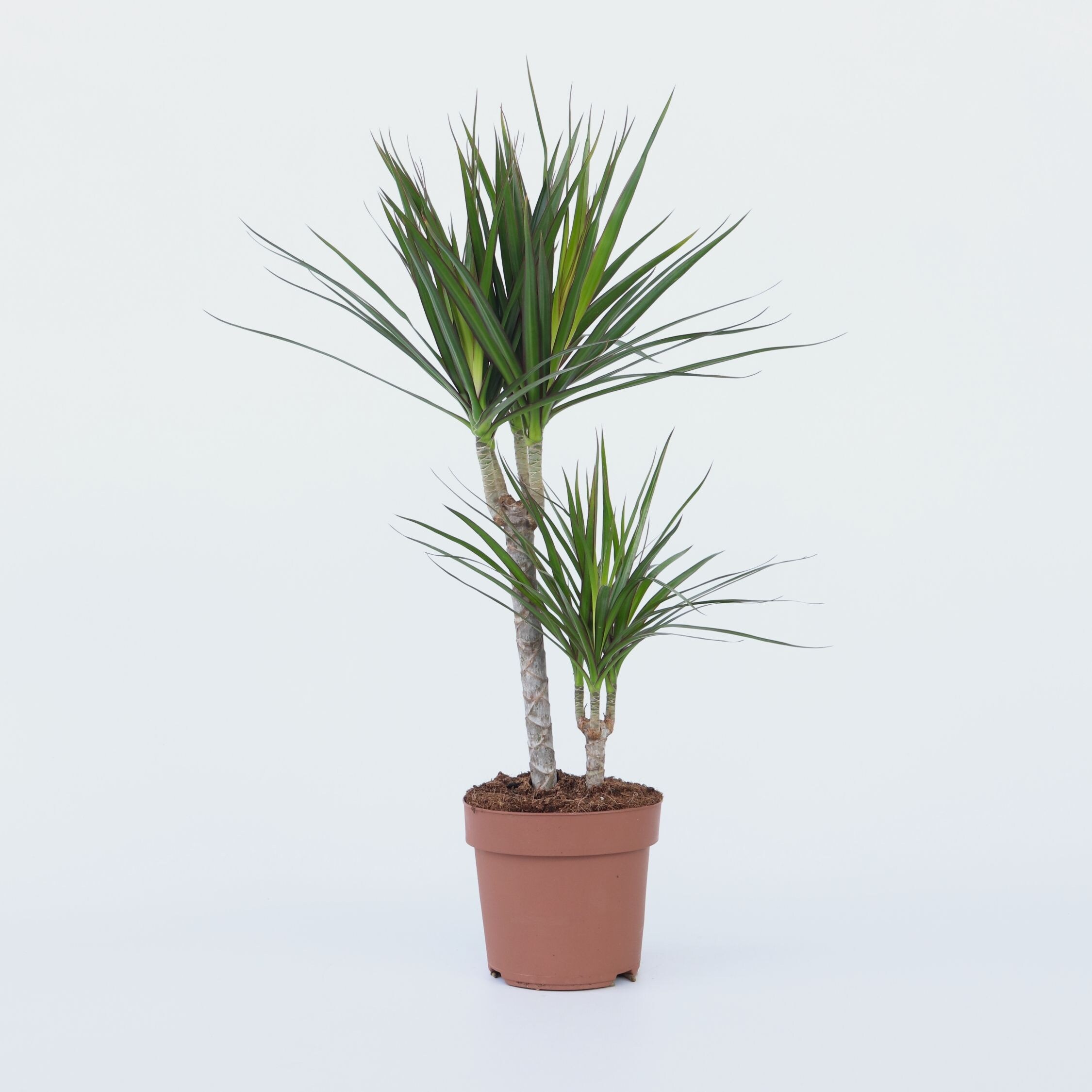 Plant in a Box - Drachenbaum - Dracaena marginata - H&ouml;he 70-80cm - Topf 17cm - Bild 1