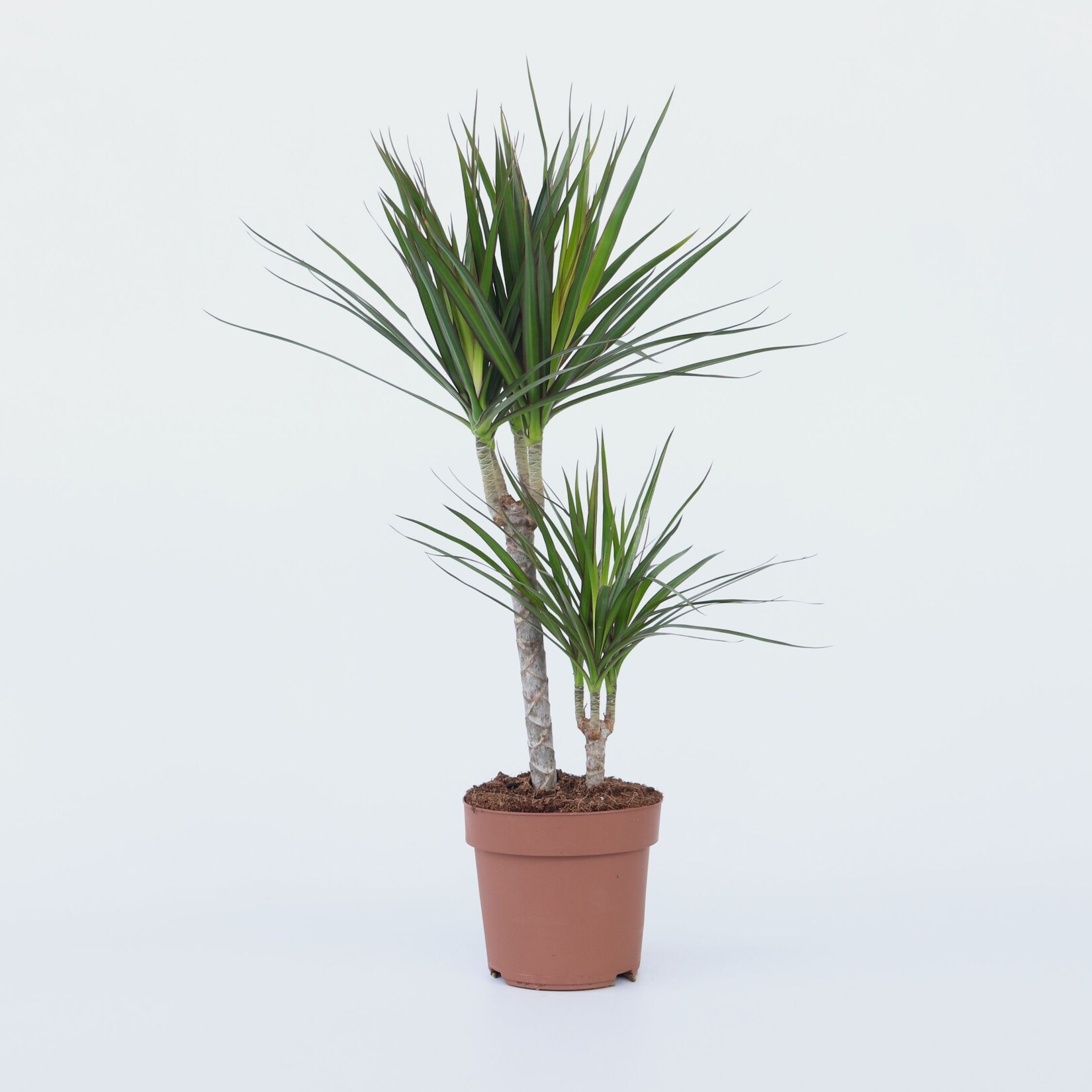 Plant in a Box – Drachenbaum – Dracaena marginata – Höhe 70-80cm – Topf 17cm | 07428471397758