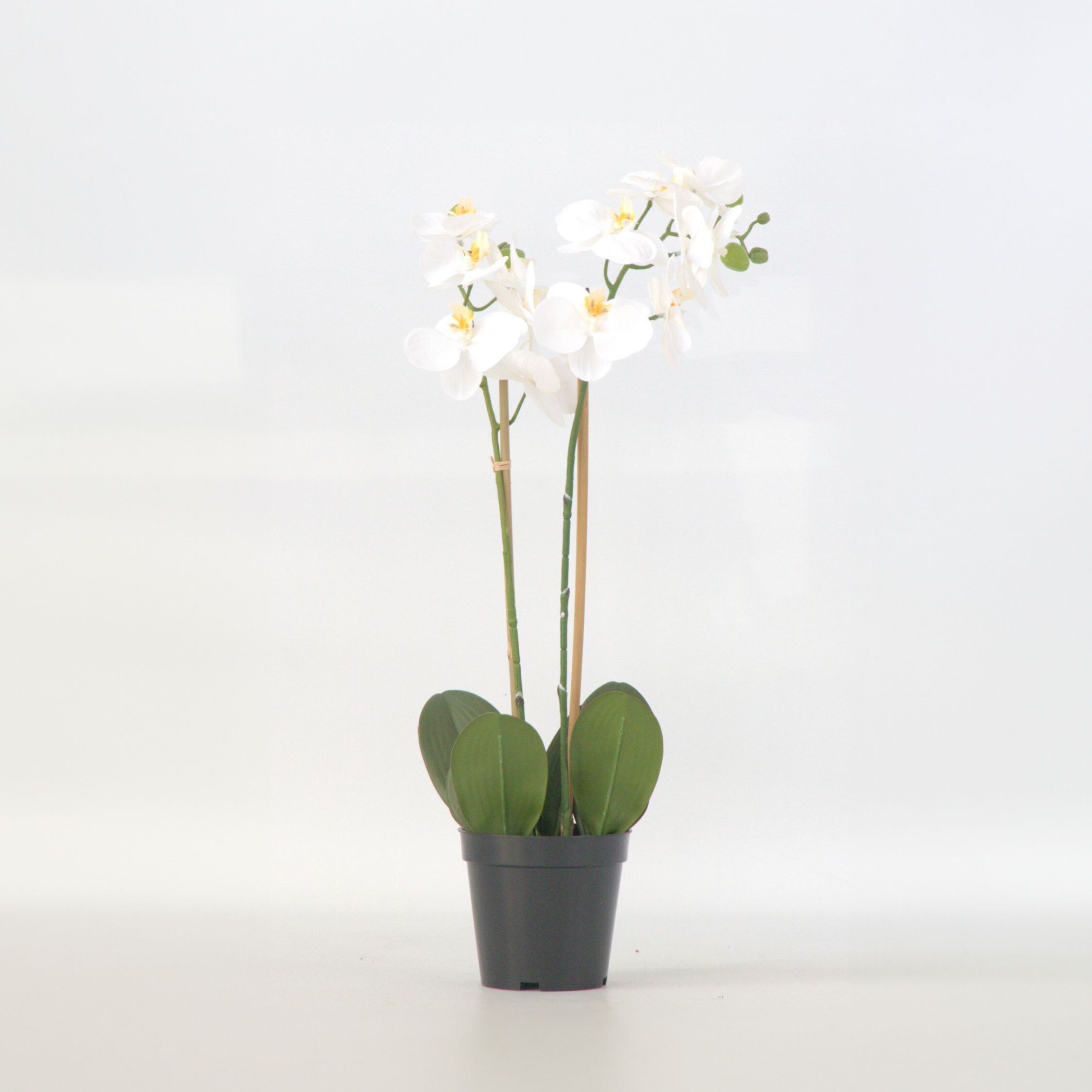 Plant in a Box - K&uuml;nstliche Phalaenopsis-Orchidee &ndash; H&ouml;he 55cm - Bild 1