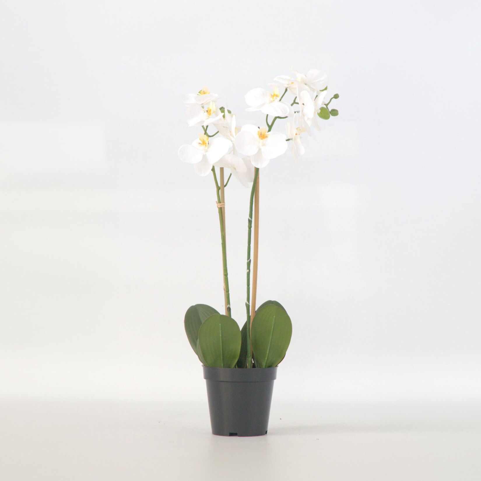 Plant in a Box – Künstliche Phalaenopsis-Orchidee – Höhe 55cm | 08721278902446