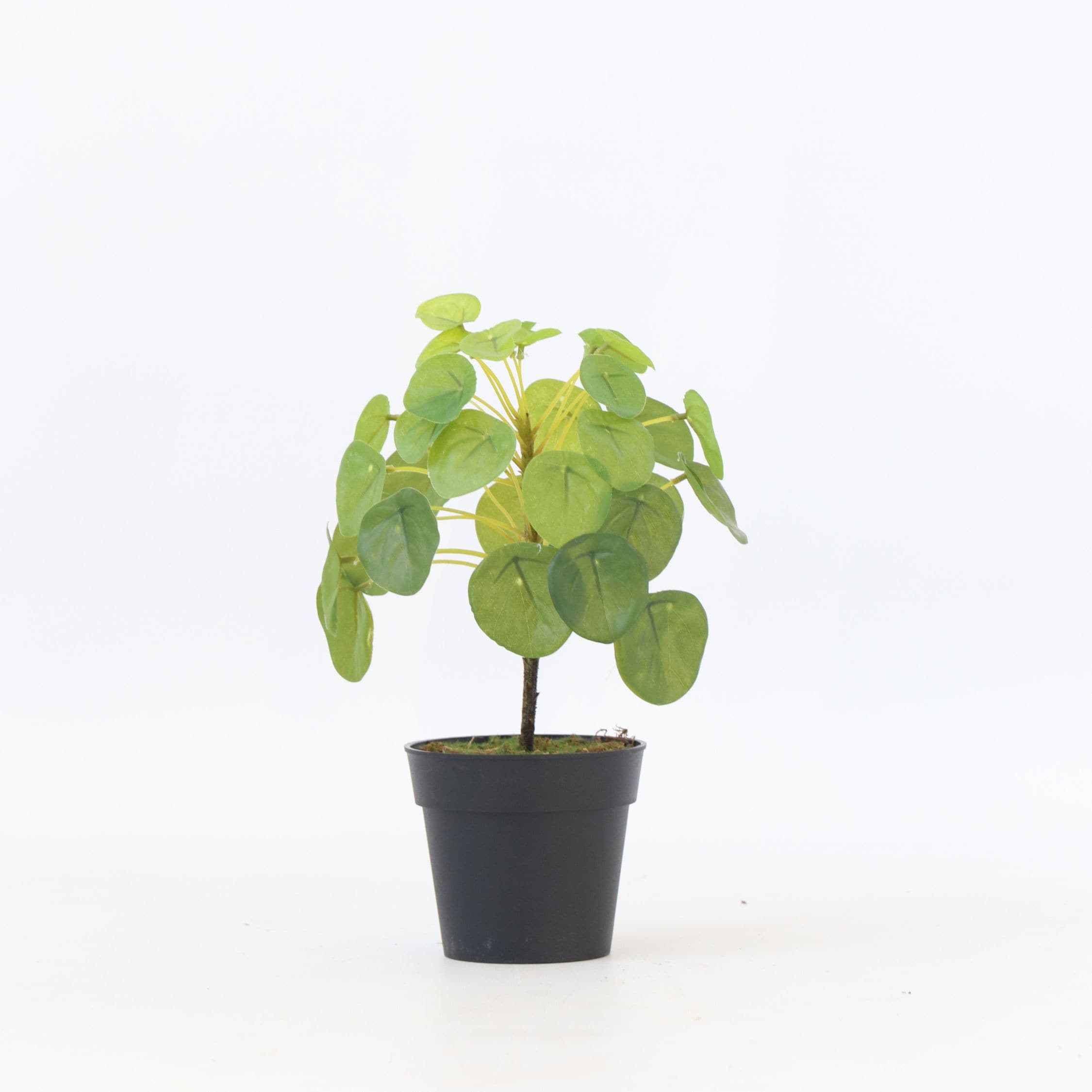 Plant in a Box - K&uuml;nstliche Pilea Peperomioides &ndash; H&ouml;he 25cm - Bild 1