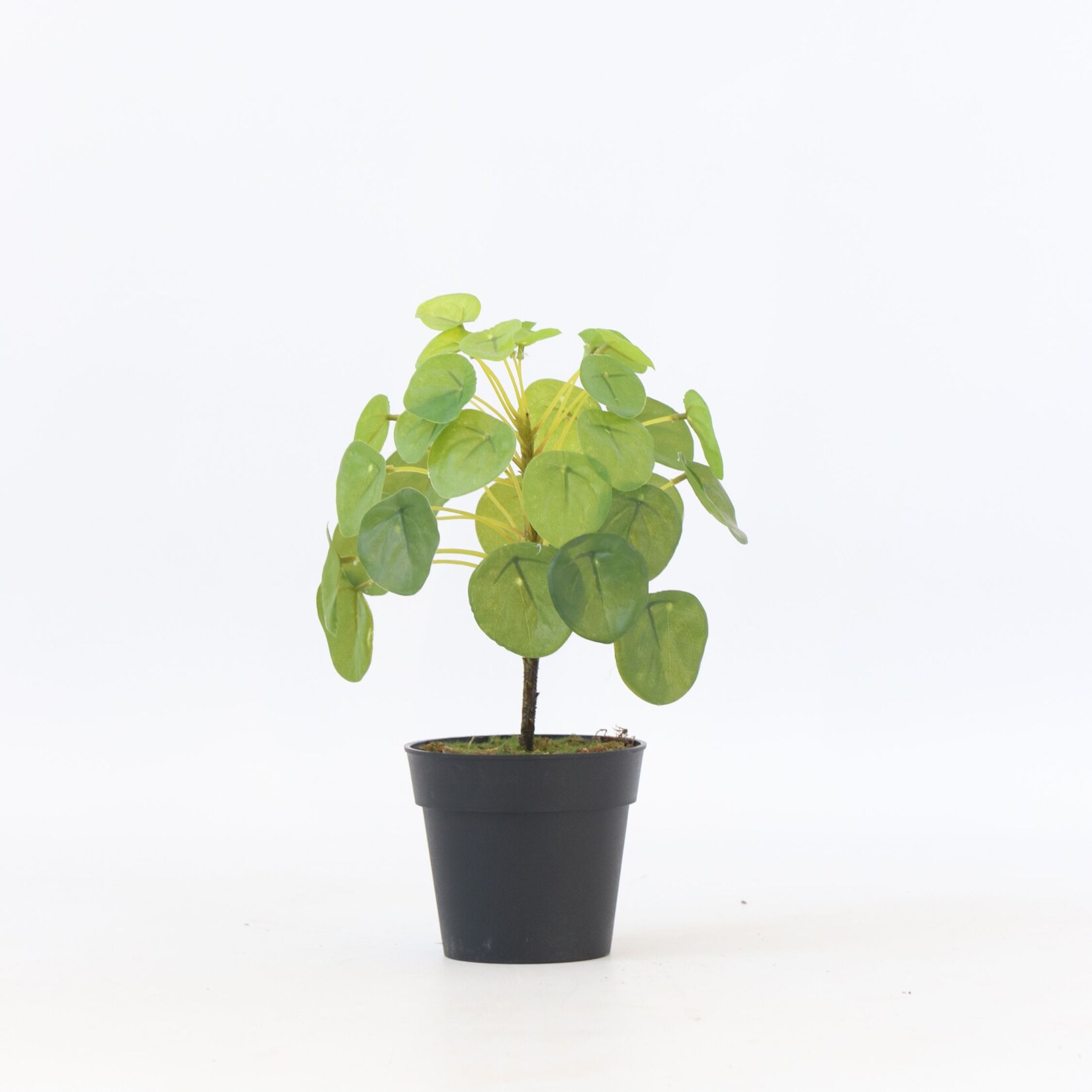 Plant in a Box – Künstliche Pilea Peperomioides – Höhe 25cm | 08721278902408