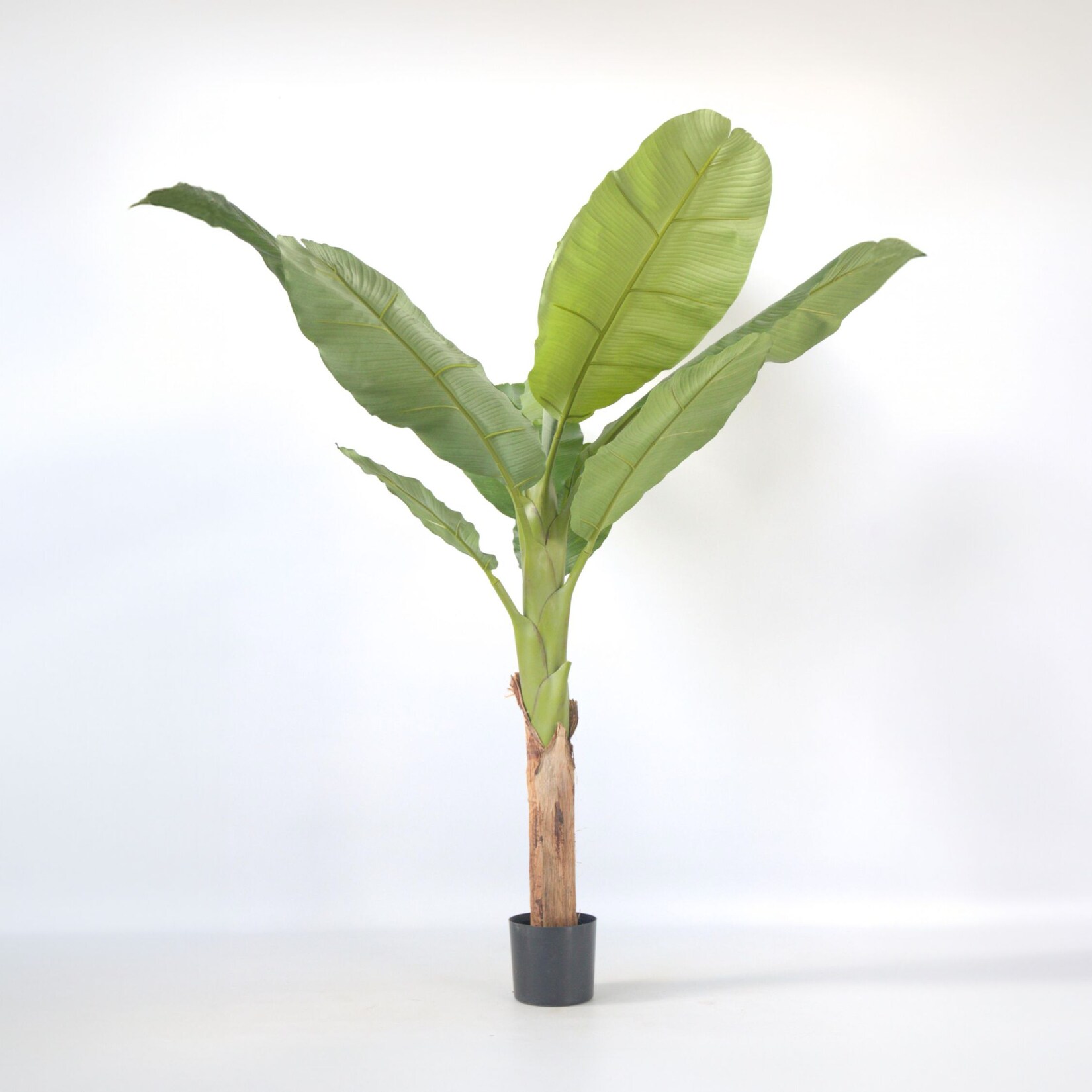 Plant in a Box – Künstliche Musa-Bananenpflanze – Höhe 150cm | 08721278902354