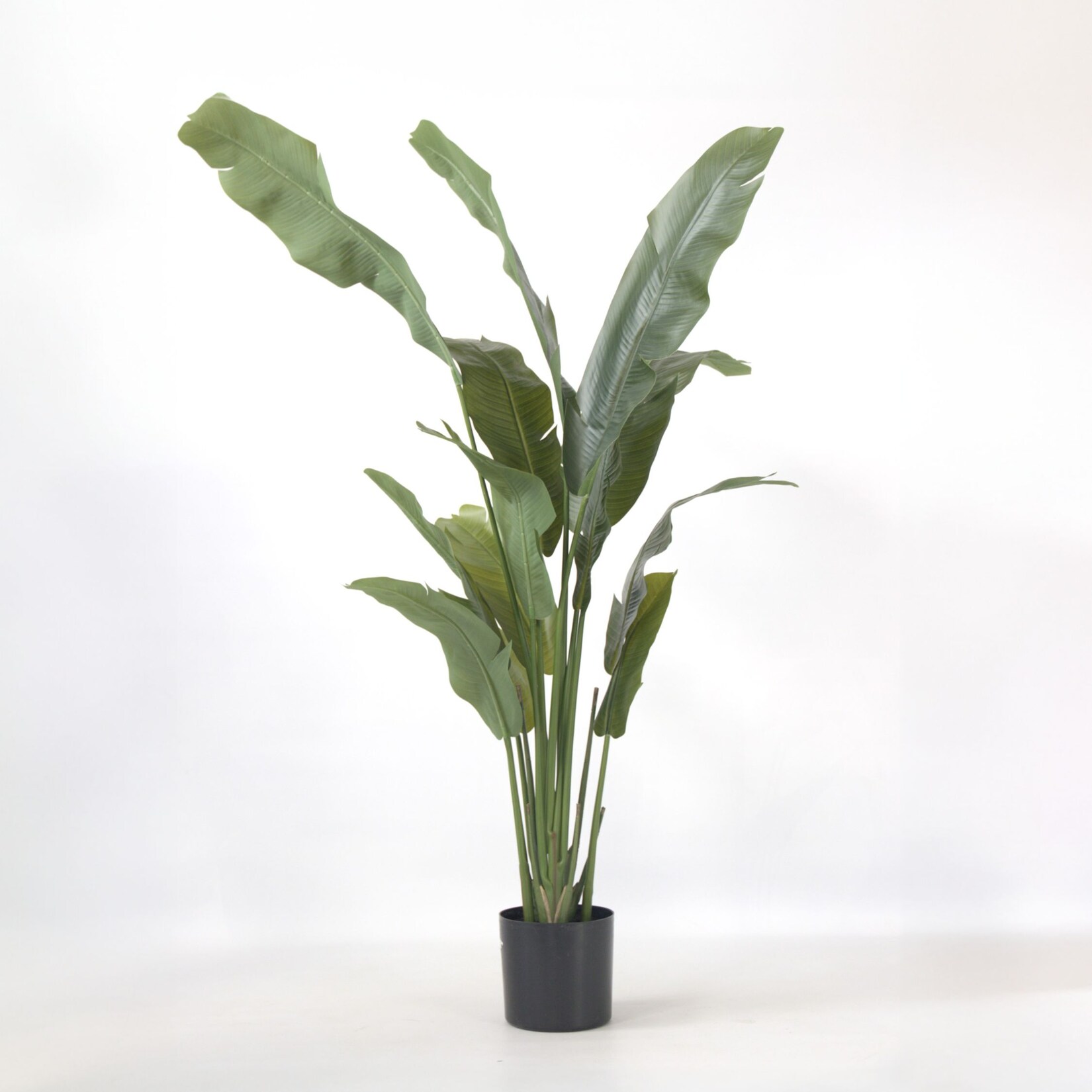 Plant in a Box – Künstliche Strelitzie – Höhe 160cm | 08721278902491