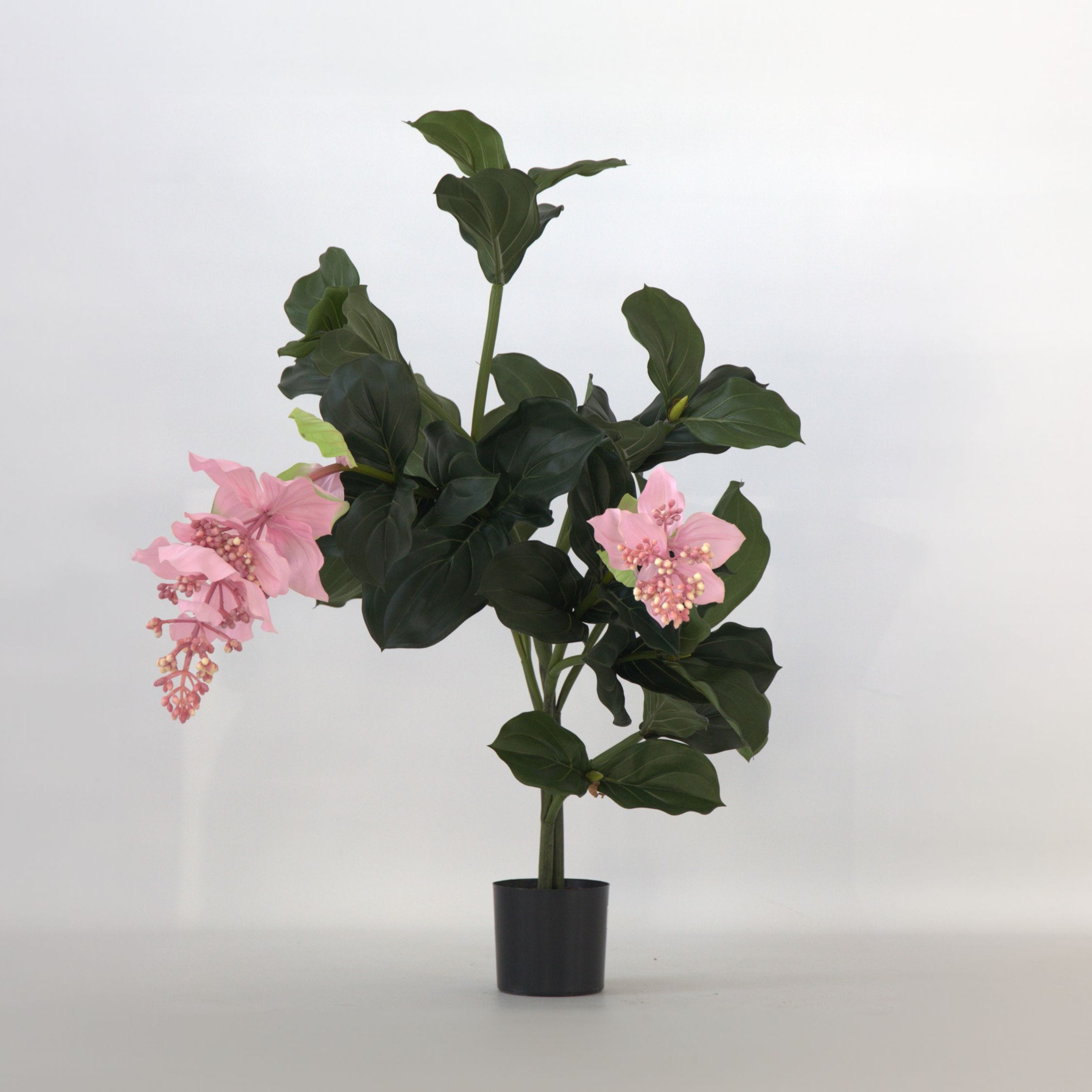 Plant in a Box - K&uuml;nstliche Medinilla Magnifica &ndash; H&ouml;he 85cm - Bild 1