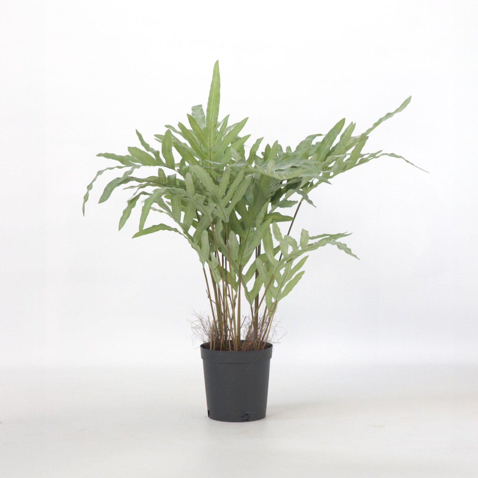 Plant in a Box – Künstliches Phlebodium – Höhe 80cm | 08721278902460
