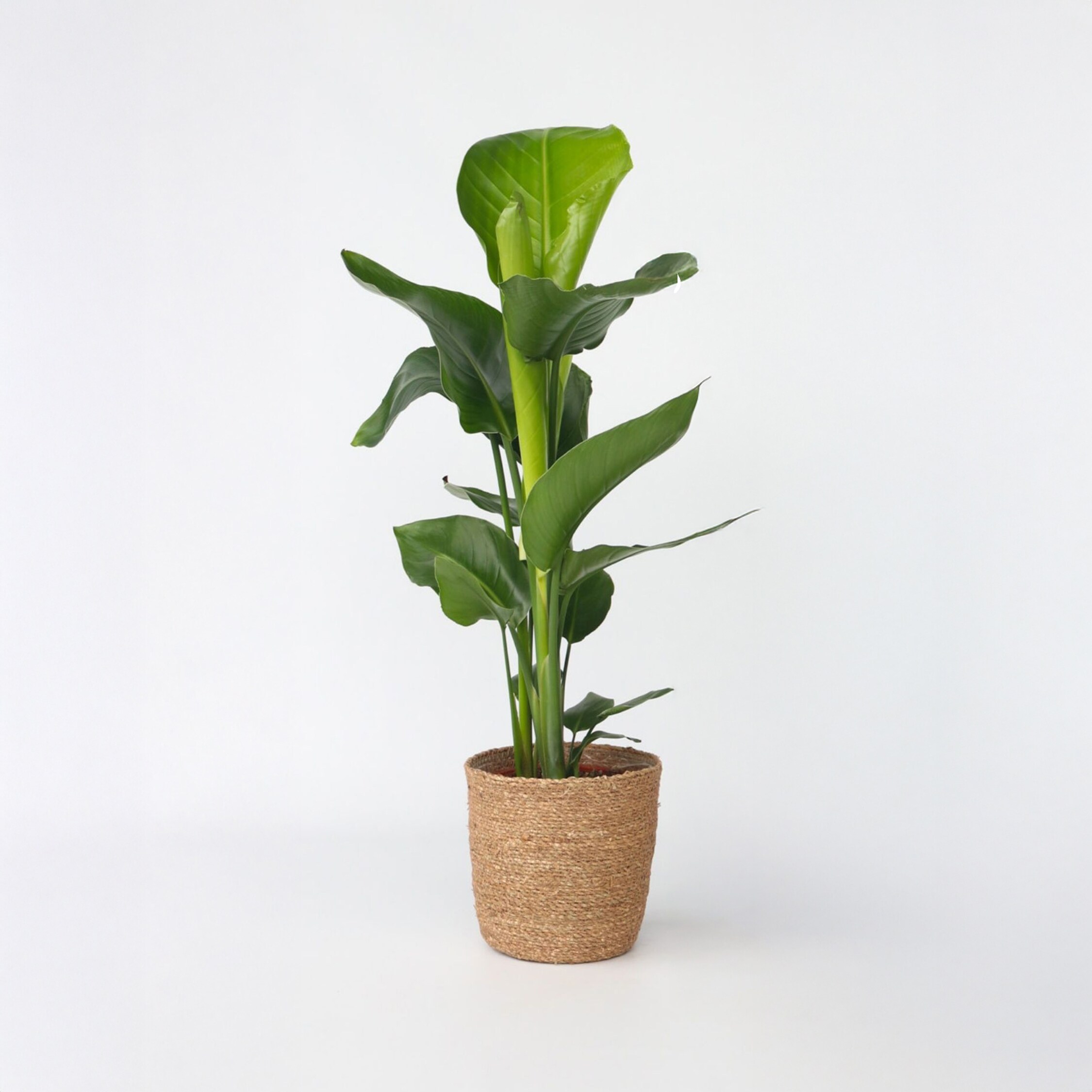 Plant in a Box - Paradiesvogelblume - Strelitzie - Strelitzia nicolai - H&ouml;he 55-70cm - Topf 17cm - Bild 1