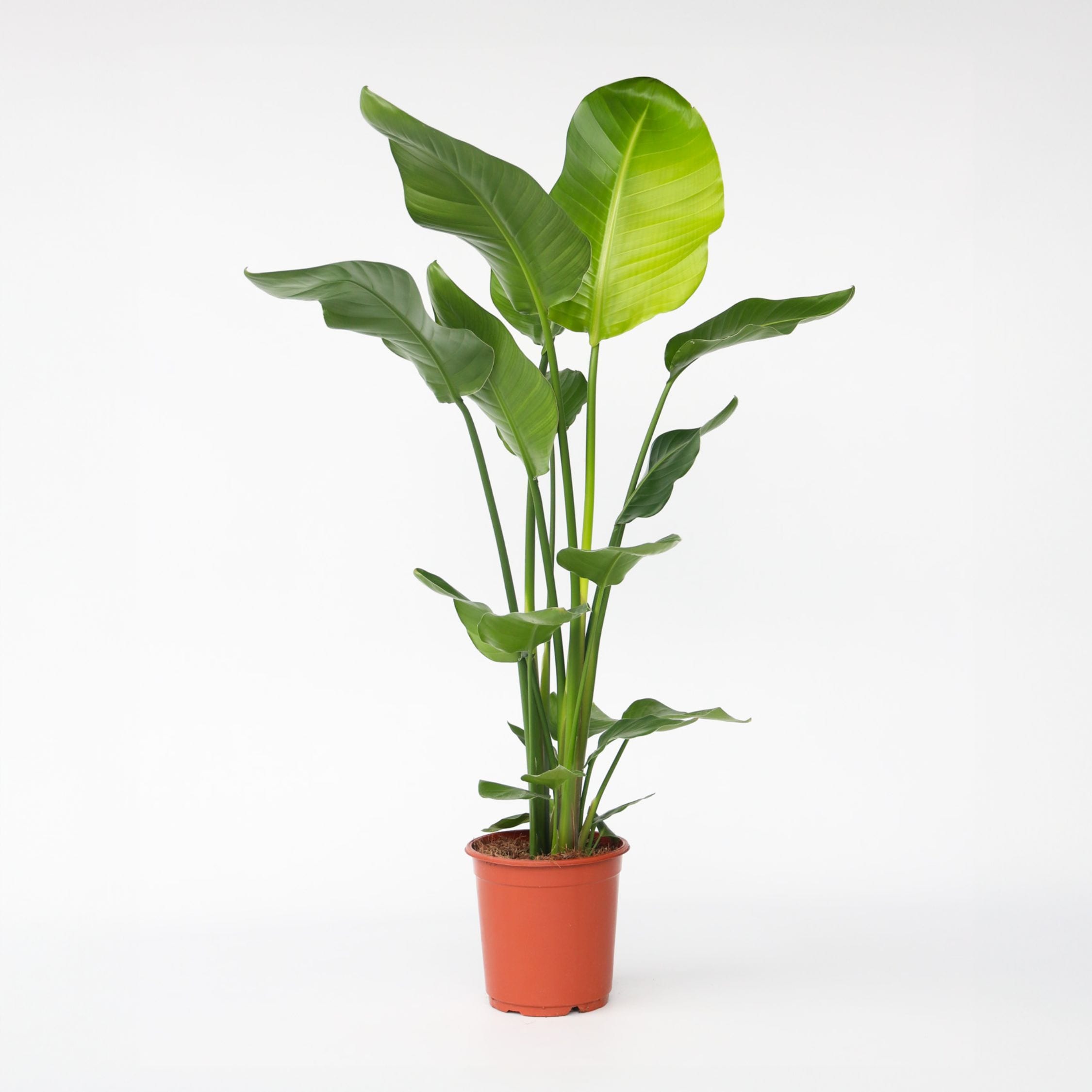 Plant in a Box - Paradiesvogelblume mit Korb - Strelitzia nicolai 90-110 cm Topf 21 cm - Bild 1