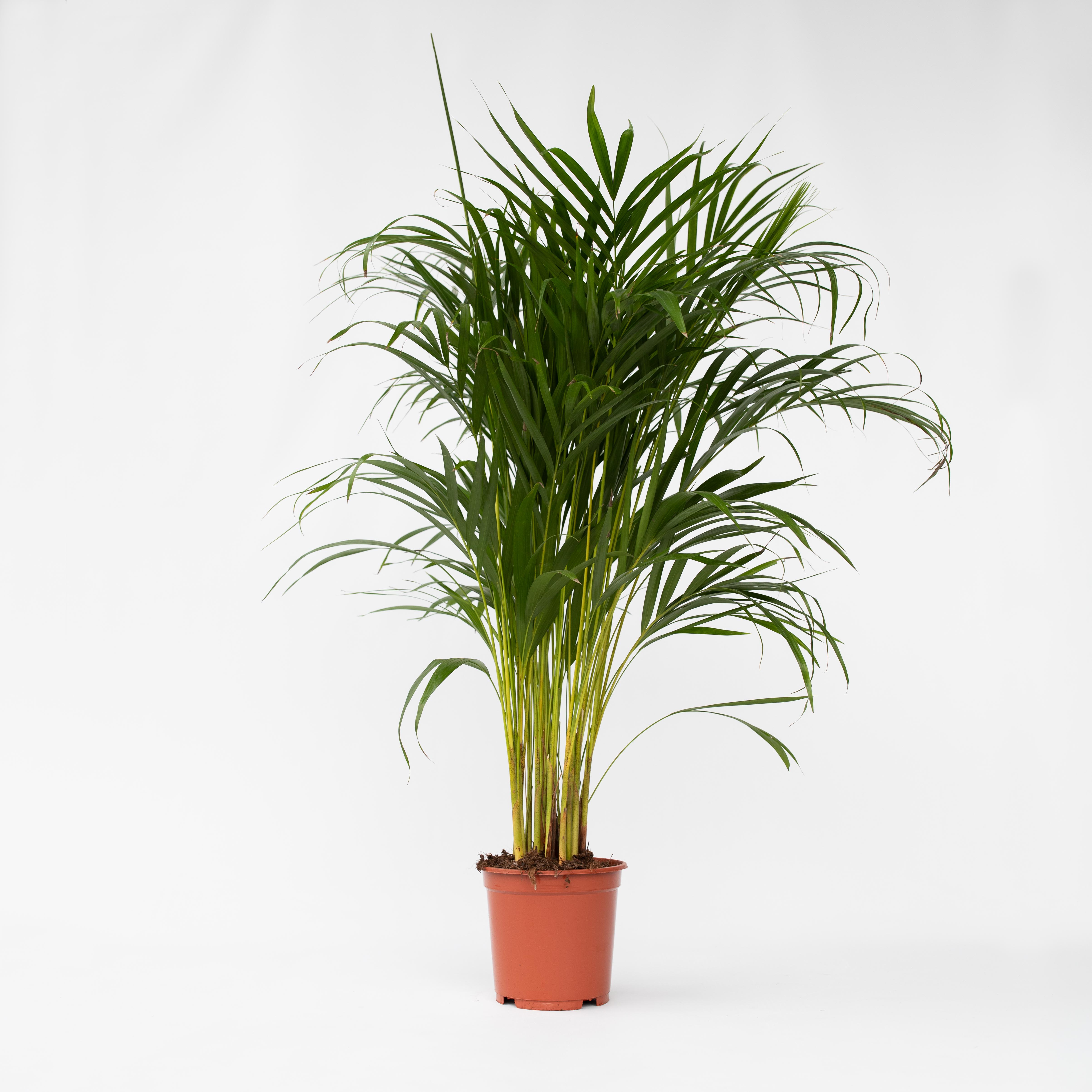 Plant in a Box - Goldfruchtpalme - Dypsis lutescens - H&ouml;he 100-120cm - Topf 21cm - Bild 1