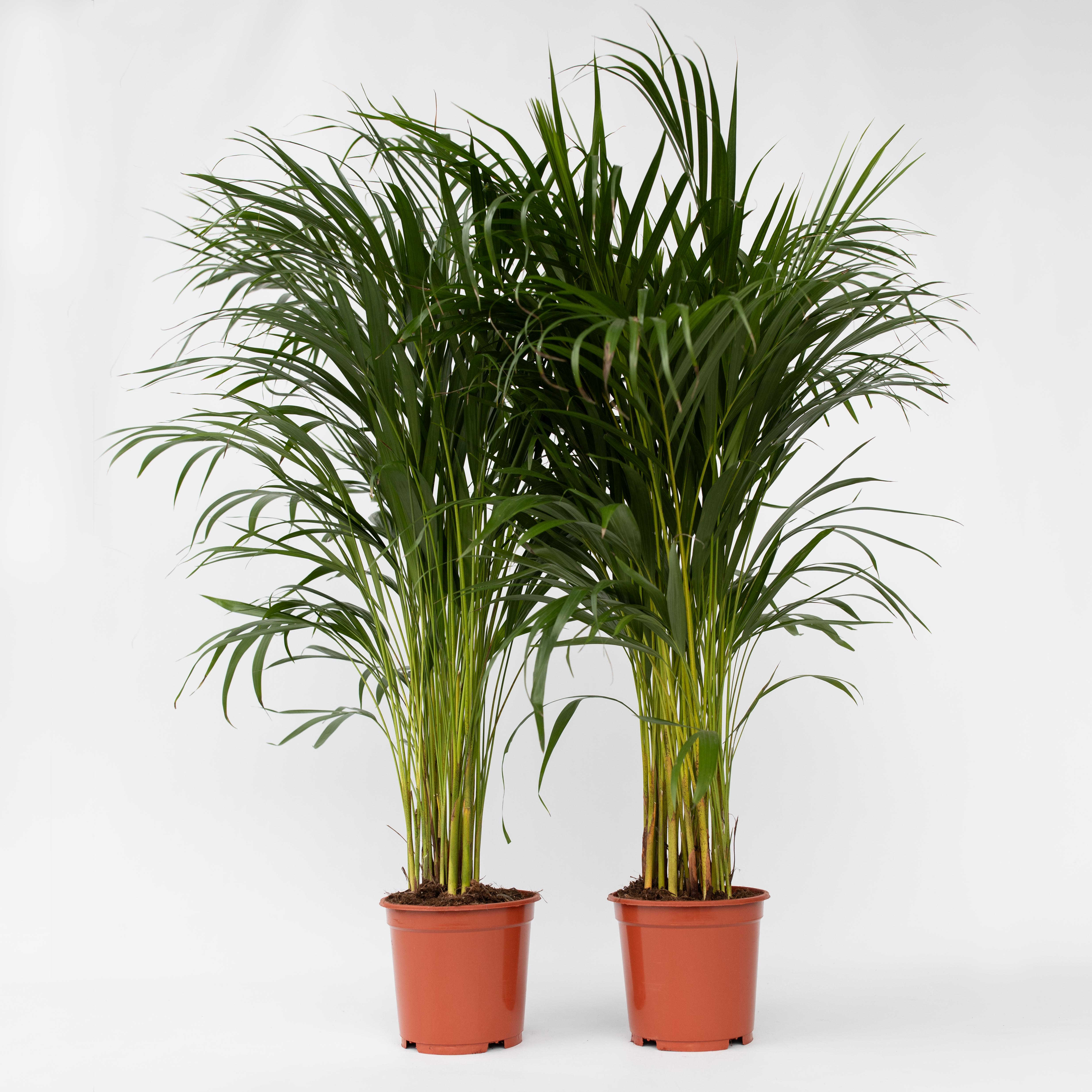 Plant in a Box - Goldfruchtpalme - 2 Stk - Dypsis lutescens - H&ouml;he 100-120cm - Topf 21cm - Bild 1