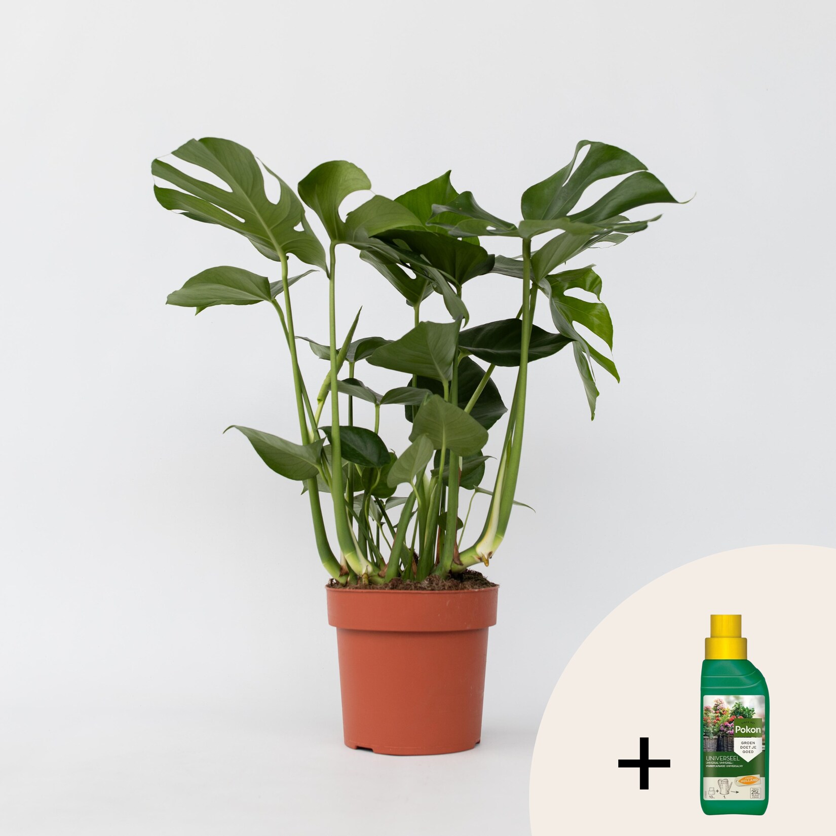 Plant in a Box – Fensterblatt – Monstera deliciosa – Höhe 70-80cm – Topf 21cm | 07428477039867
