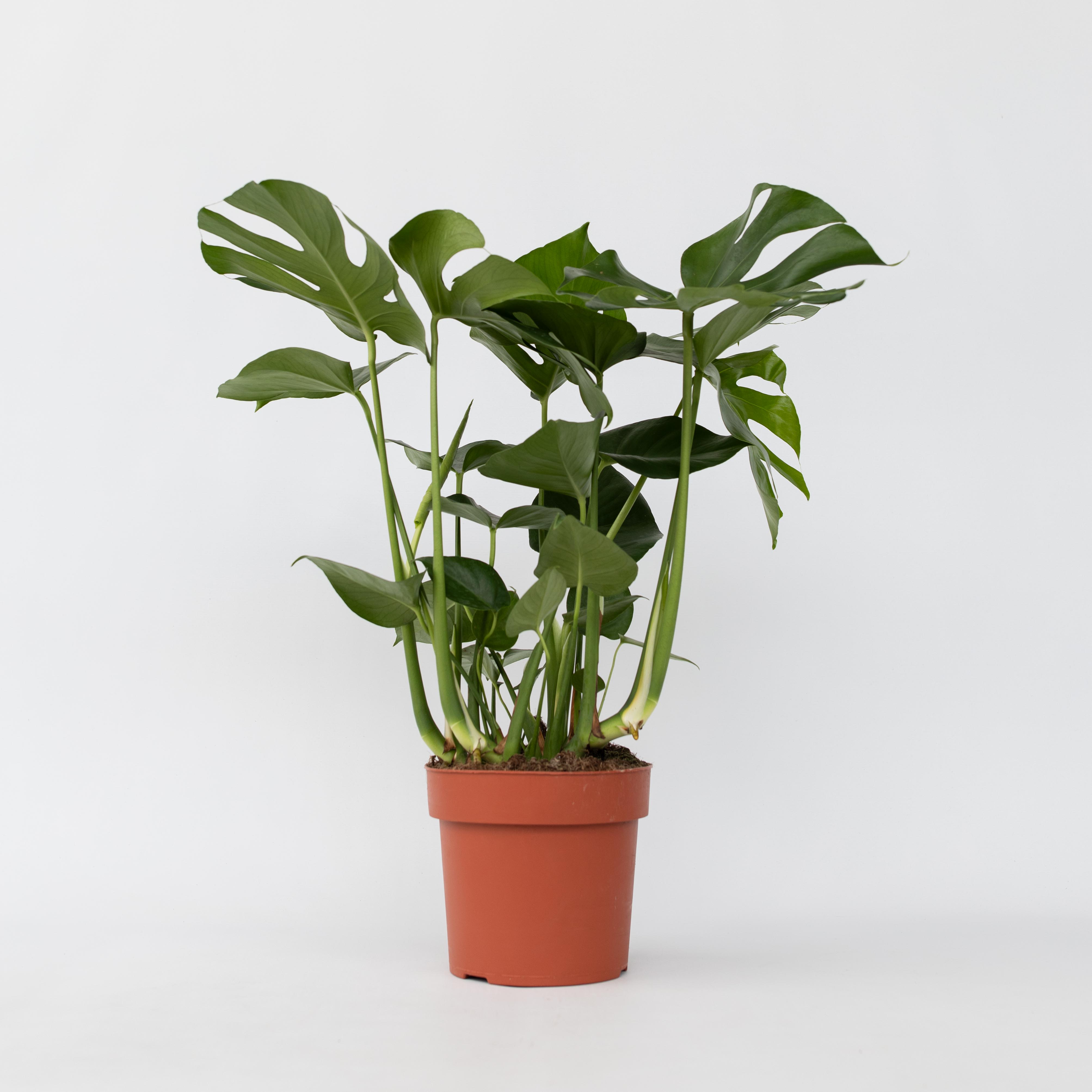 Plant in a Box - Fensterblatt - Monstera deliciosa - H&ouml;he 70-80cm - Topf 21cm - Bild 1