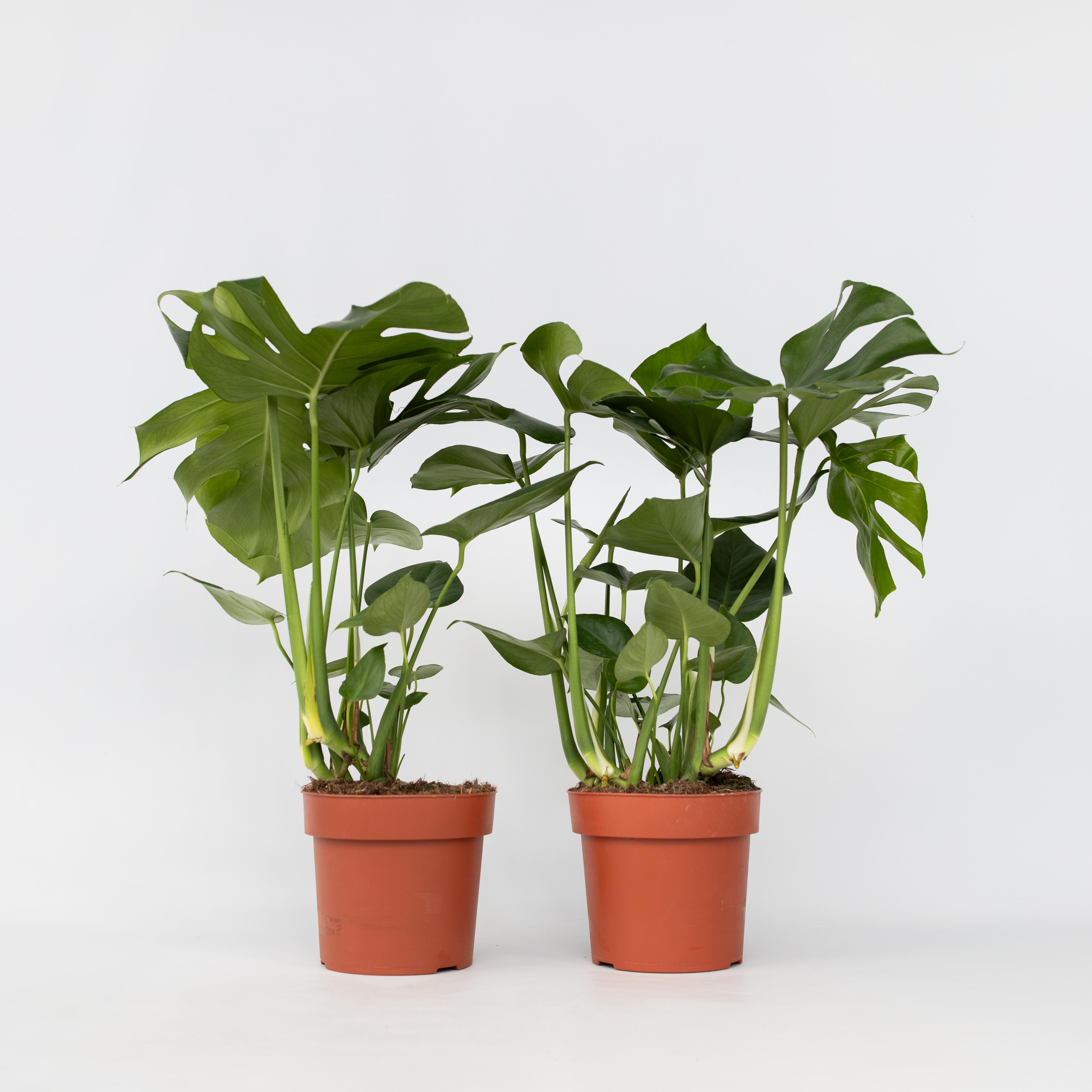 Plant in a Box - Fensterblatt - 2 Stk - Monstera deliciosa - H&ouml;he 70-80cm - Topf 21cm - Bild 1
