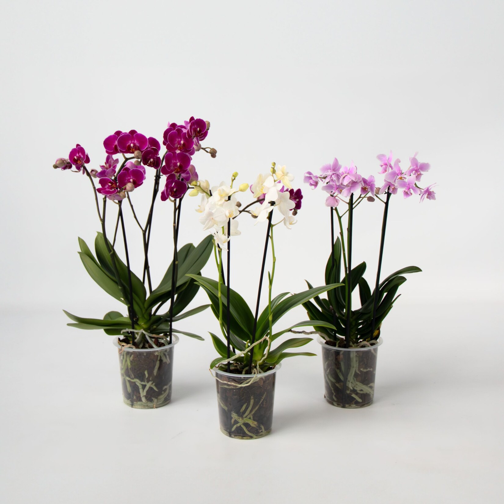 Plant in a Box – Schmetterlingsorchidee – 3er Mix – Phalaenopsis Multiflora – Höhe 35-45cm -Topf 12cm | 08721278917815