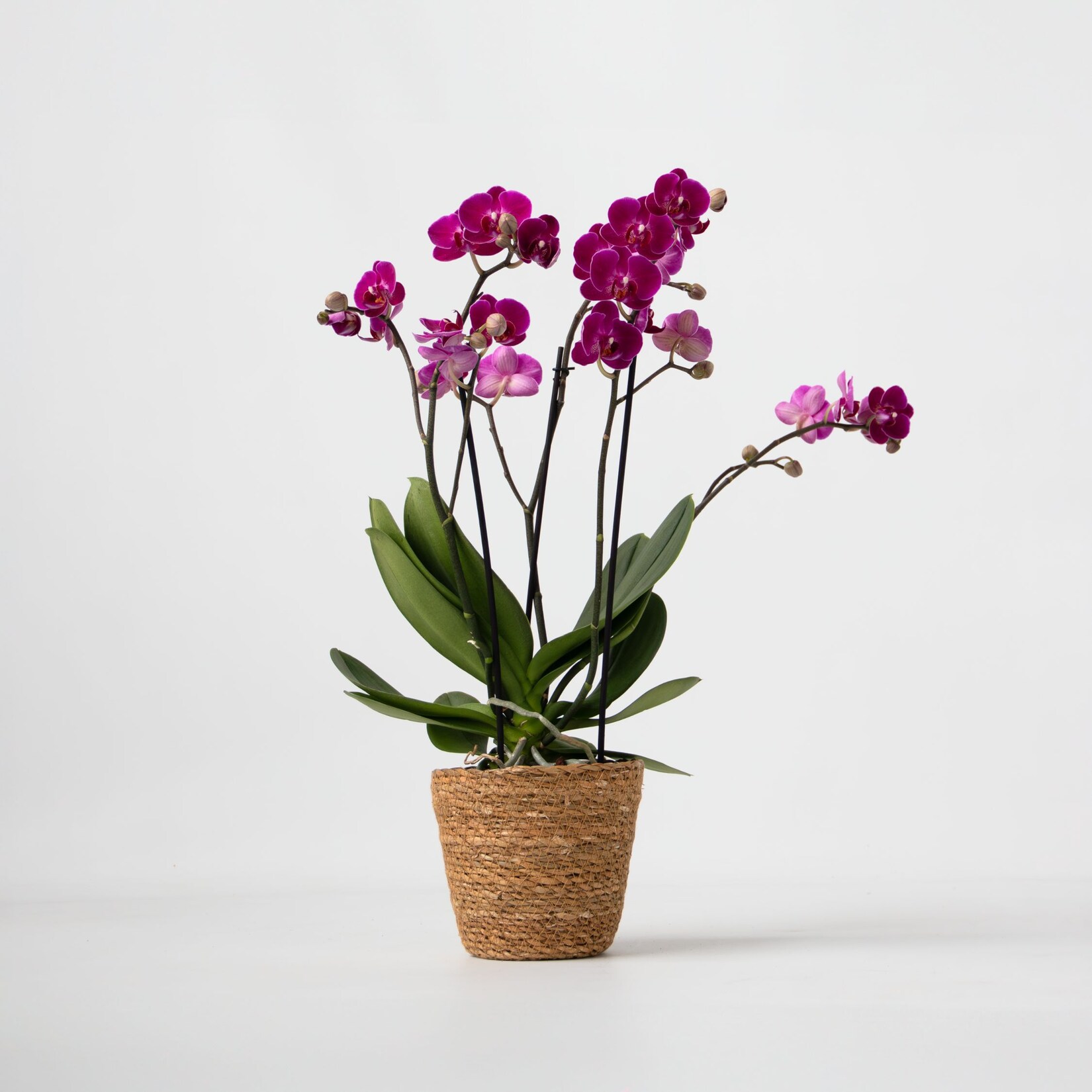 Plant in a Box – Schmetterlingsorchidee – Phalaenopsis Multiflora mit Korb – Höhe 35-45cm – Topf 12cm | 08721278917853