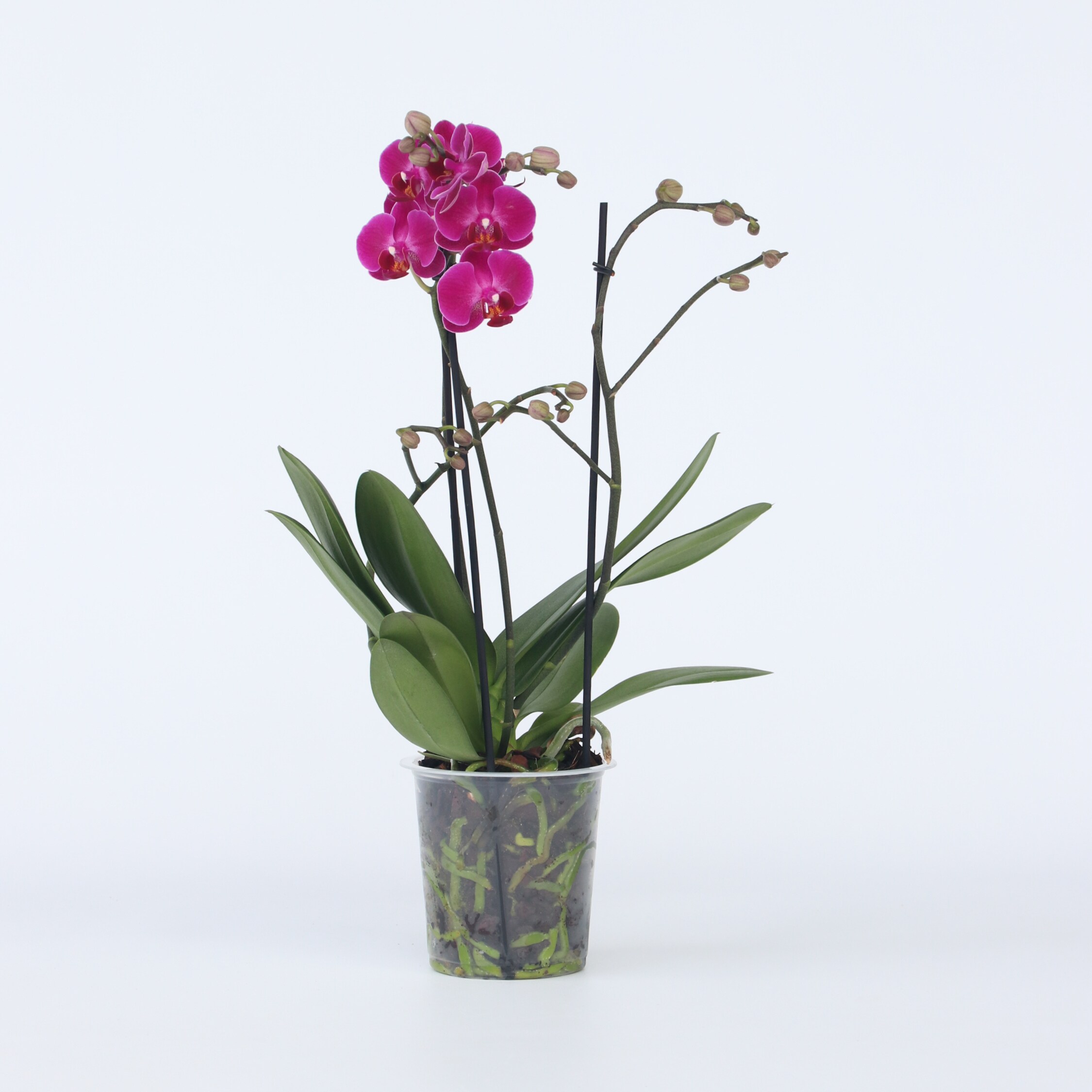 Plant in a Box - Schmetterlingsorchidee - Phalaenopsis Multiflora - H&ouml;he 35-45cm - Topf 12cm - Bild 1