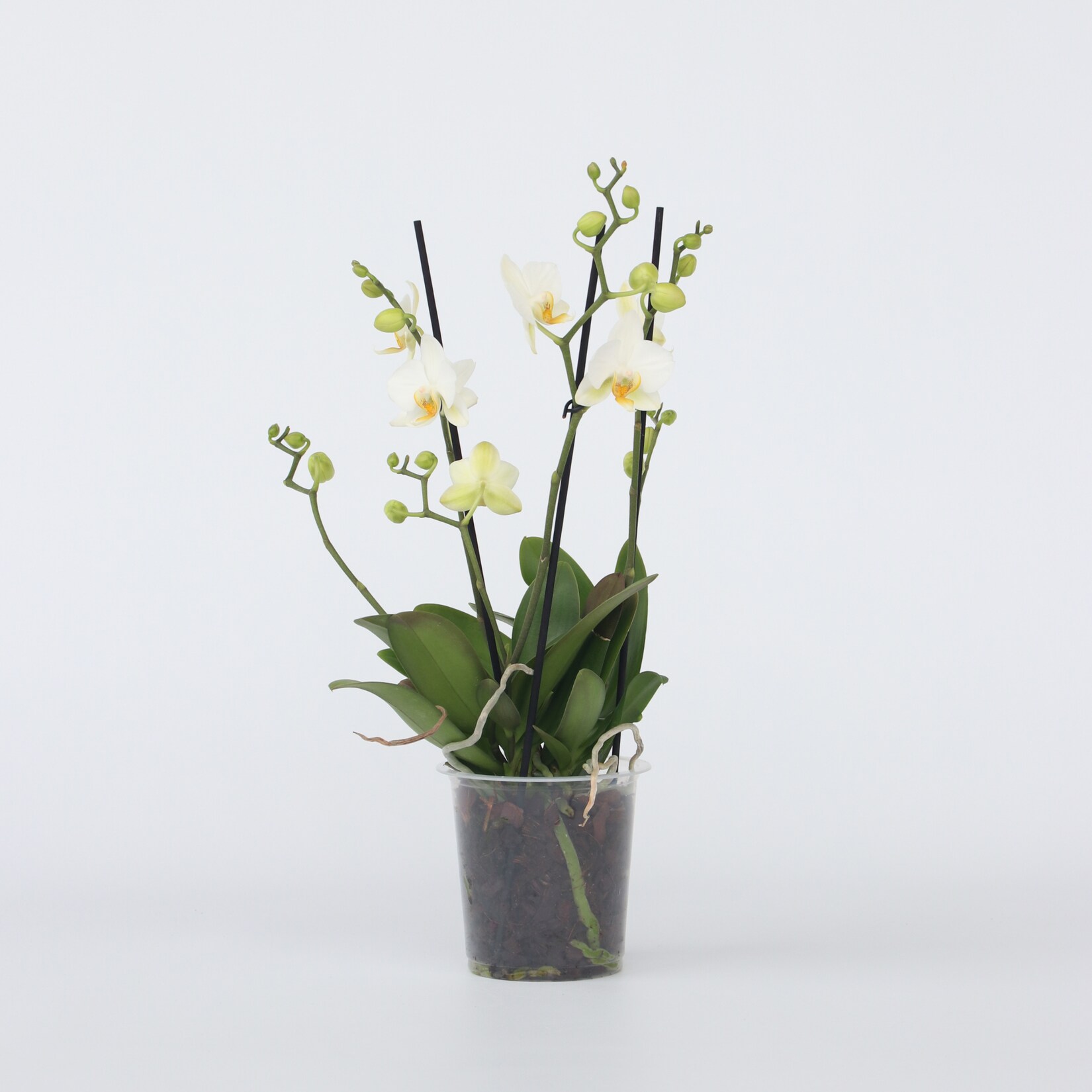 Plant in a Box – Schmetterlingsorchidee – Phalaenopsis Multiflora – Höhe 35-45cm – Topf 12cm | 07428476688578