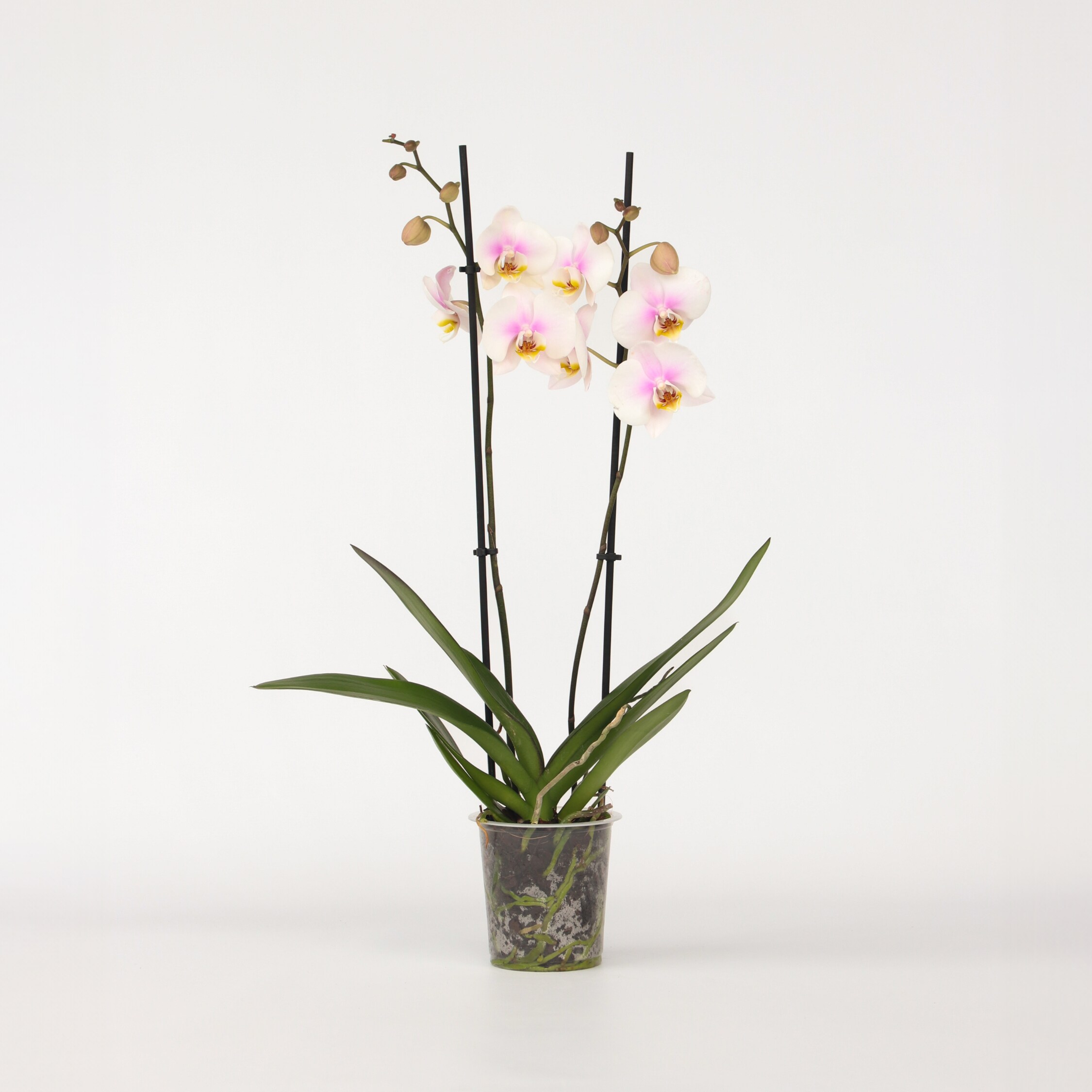 Plant in a Box - Schmetterlingsorchidee - Phalaenopsis - H&ouml;he 50-60cm - Topf 12cm - Bild 1