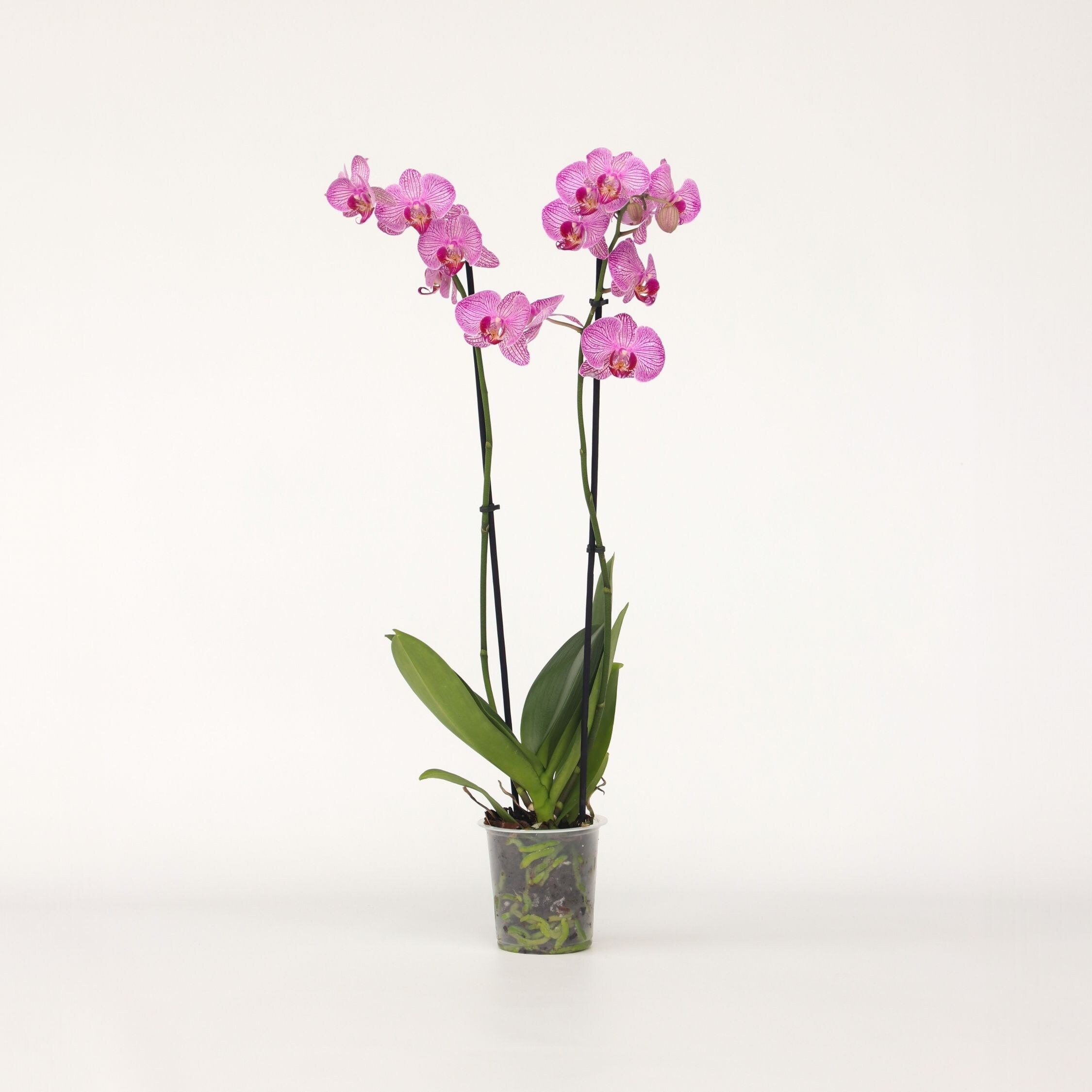 Plant in a Box - Schmetterlingsorchidee - Phalaenopsis - H&ouml;he 50-60cm - Topf 12cm - Bild 1