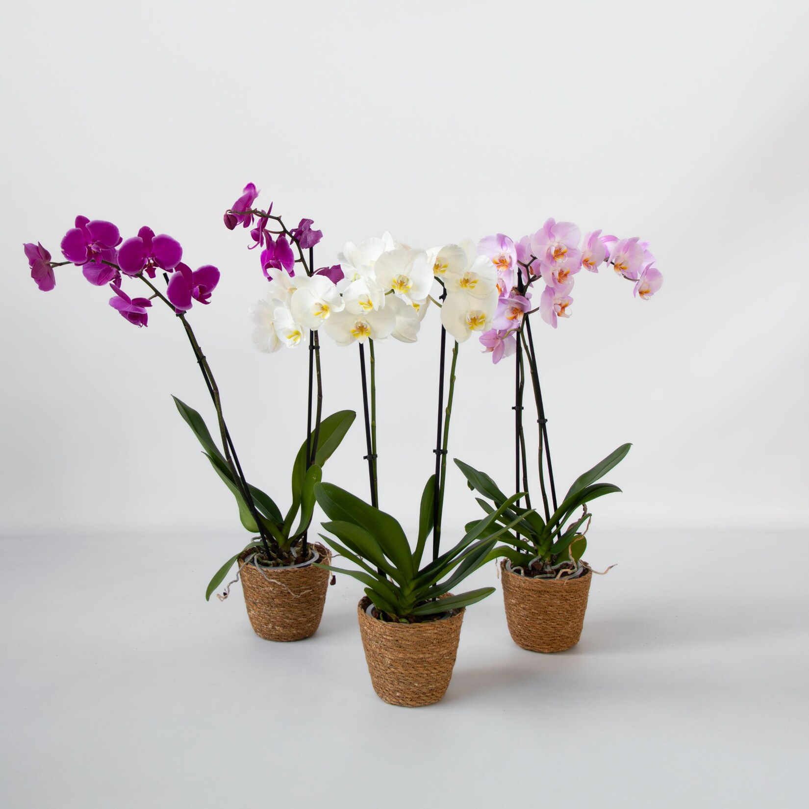 Plant in a Box – Schmetterlingsorchidee – x3 – Phalaenopsis im Deko Korb – Höhe 50-60cm – Topf 12cm | 08721278917877