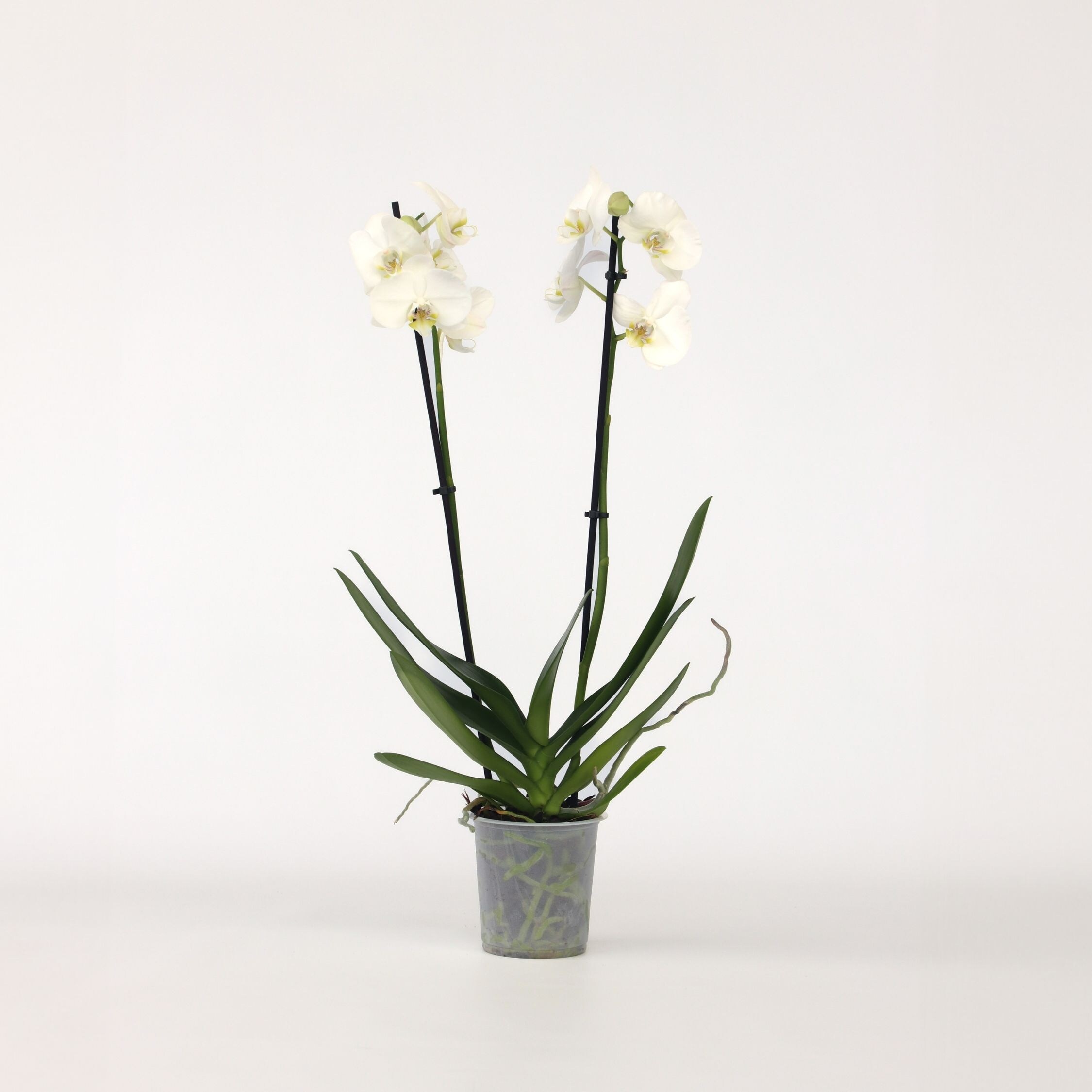 Plant in a Box - Schmetterlingsorchidee - Phalaenopsis - H&ouml;he 50-60cm - Topf 12cm - Bild 1