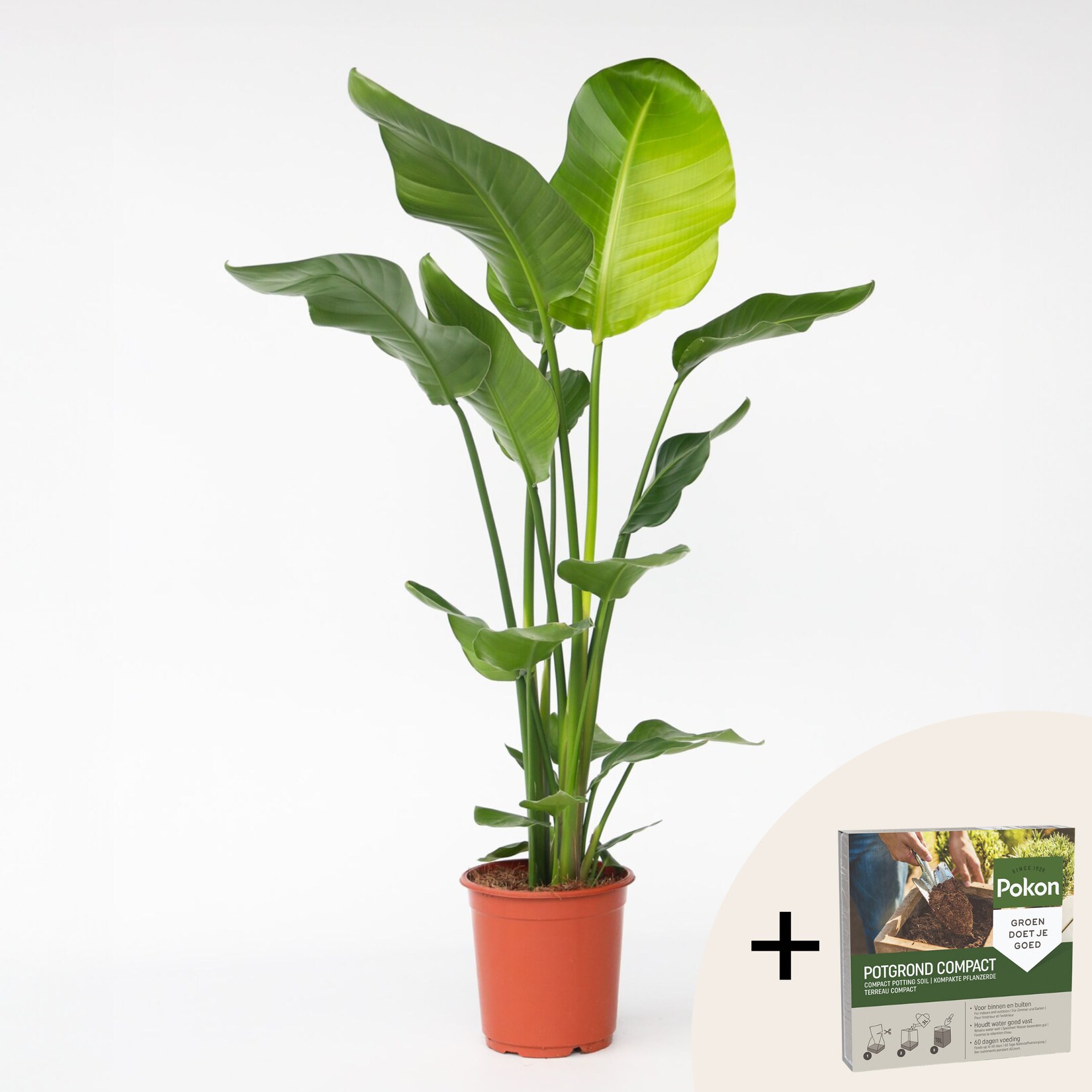 Plant in a Box – Paradiesvogelblume – Strelitzie – Strelitzia nicolai – Höhe 90-110cm – Topf 21cm | 08721278901685