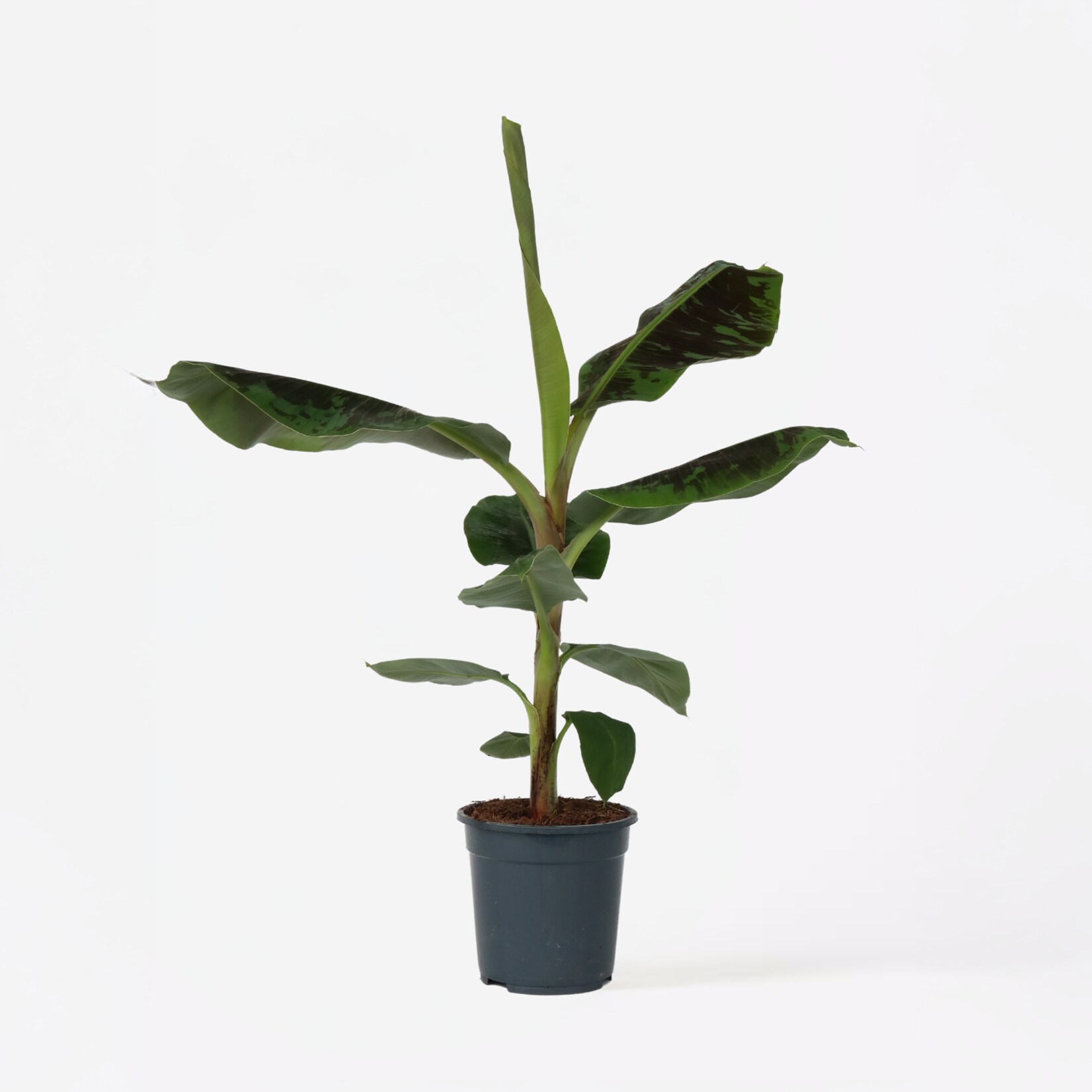 Plant in a Box – Bananenpflanze – Musa ‚Dwarf Cavendish‘ – Höhe 90-100cm – Topf 21cm | 07442924149114
