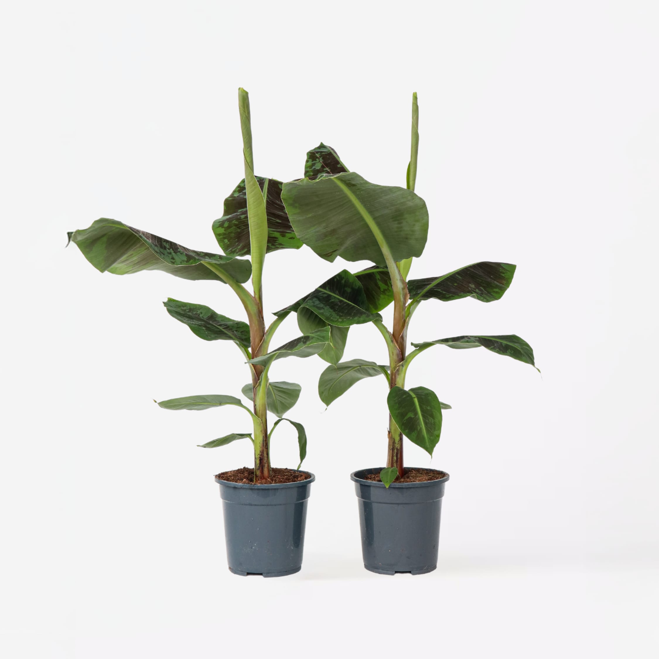 Plant in a Box - Bananenpflanze - 2 Stk - Musa 'Dwarf Cavendish' - H&ouml;he 90-100cm - Topf 21cm - Bild 1