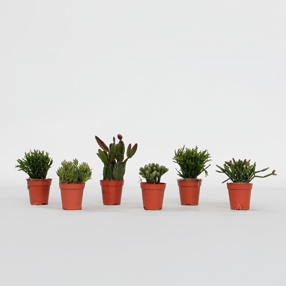 Plant in a Box – Korallenkaktus Mix – Rhipsalis – Set mit 6 – Höhe 8-12 cm – Topf 5.5 cm | 08721278918072