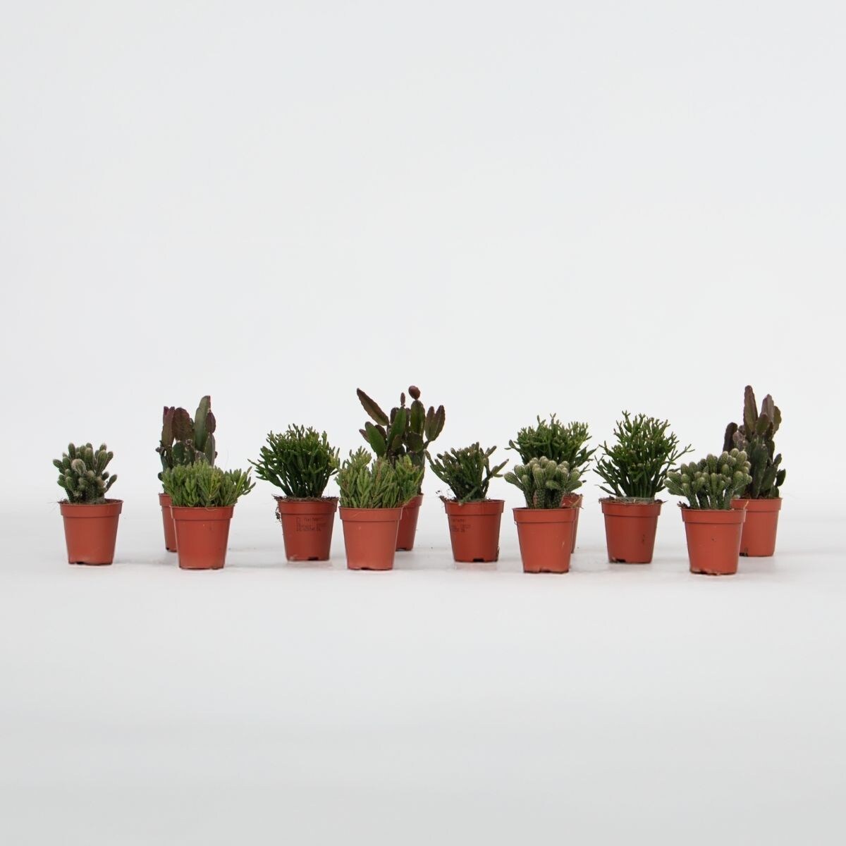 Plant in a Box – Korallenkaktus Mix – Rhipsalis – Set mit 12 – Höhe 8-12 cm – Topf 5.5 cm | 08721278918089