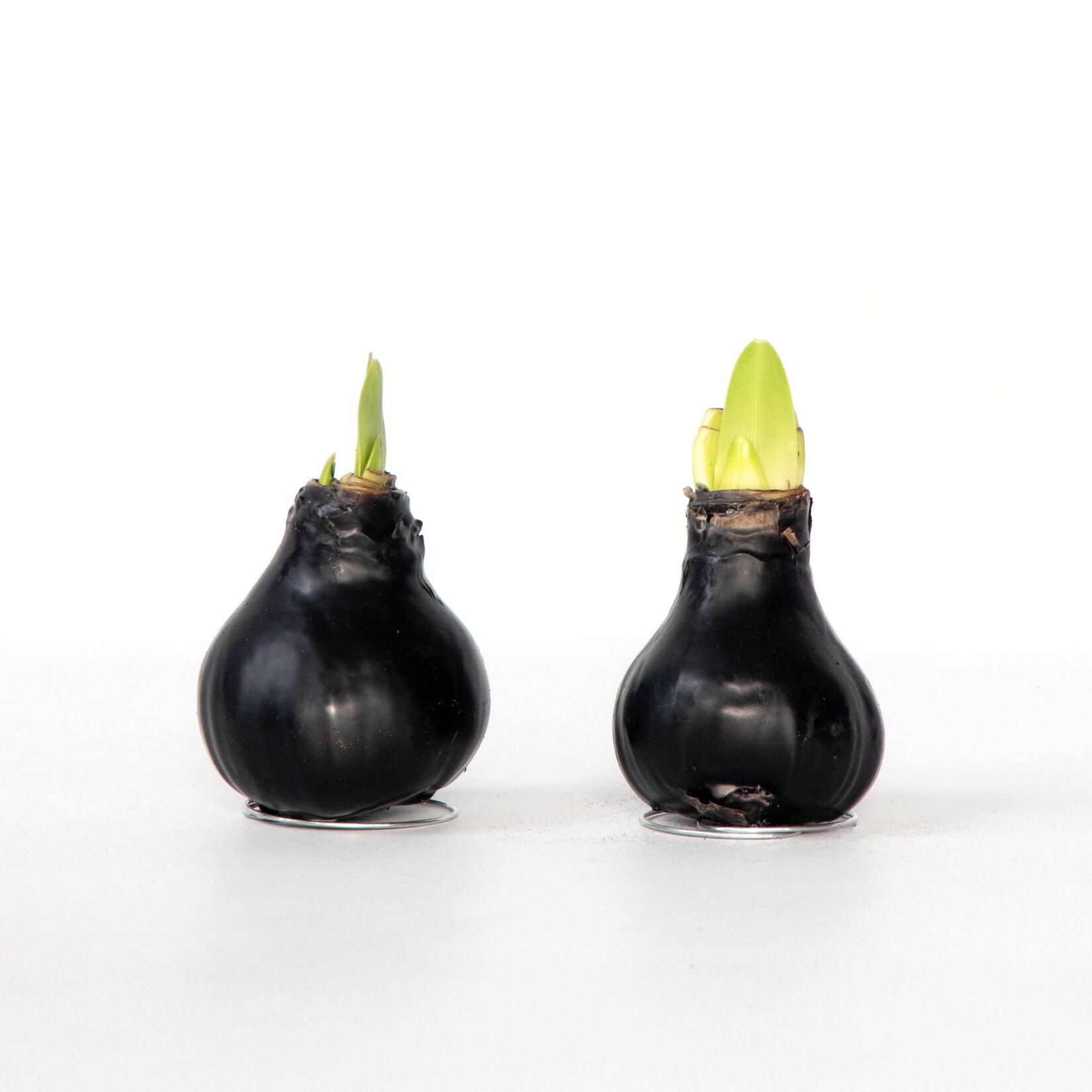 Plant in a Box – Amaryllis – Hippeastrum ‚Wax Black‘ – Zwiebel – Rote Blüten | 06097234580563