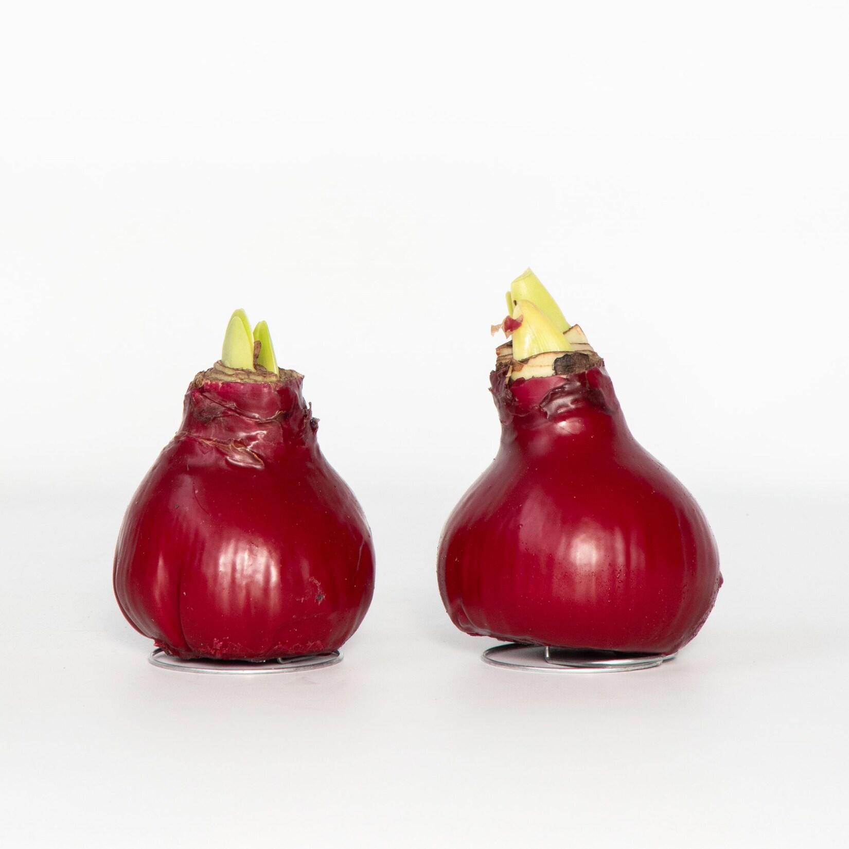 Plant in a Box – Amaryllis – Hippeastrum ‚Wax Bordeaux‘ – Zwiebel – Rote Blüten | 06097239097004