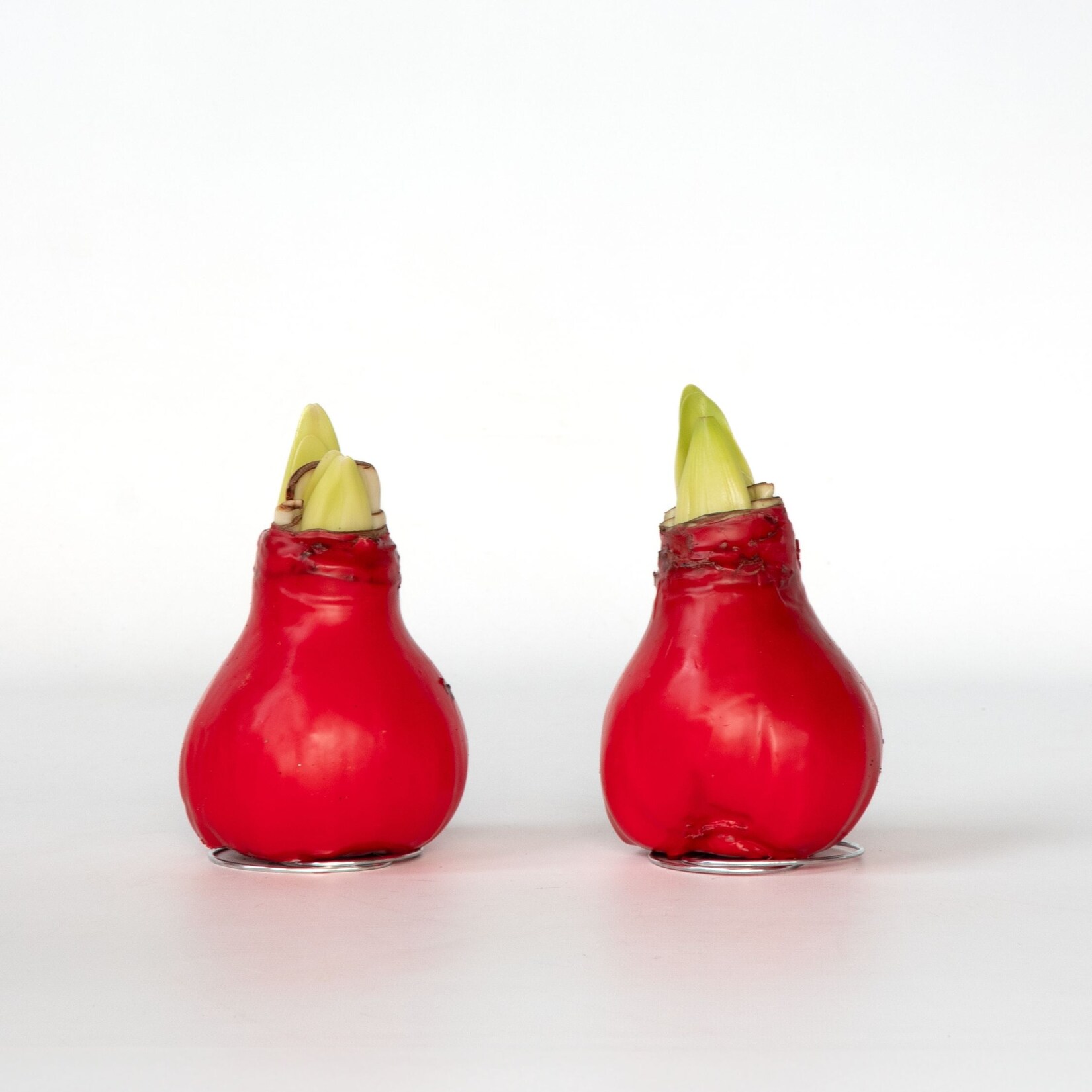 Plant in a Box – Amaryllis – Hippeastrum ‚Wax Red‘ – Zwiebel – Rote Blüten | 06097235121116