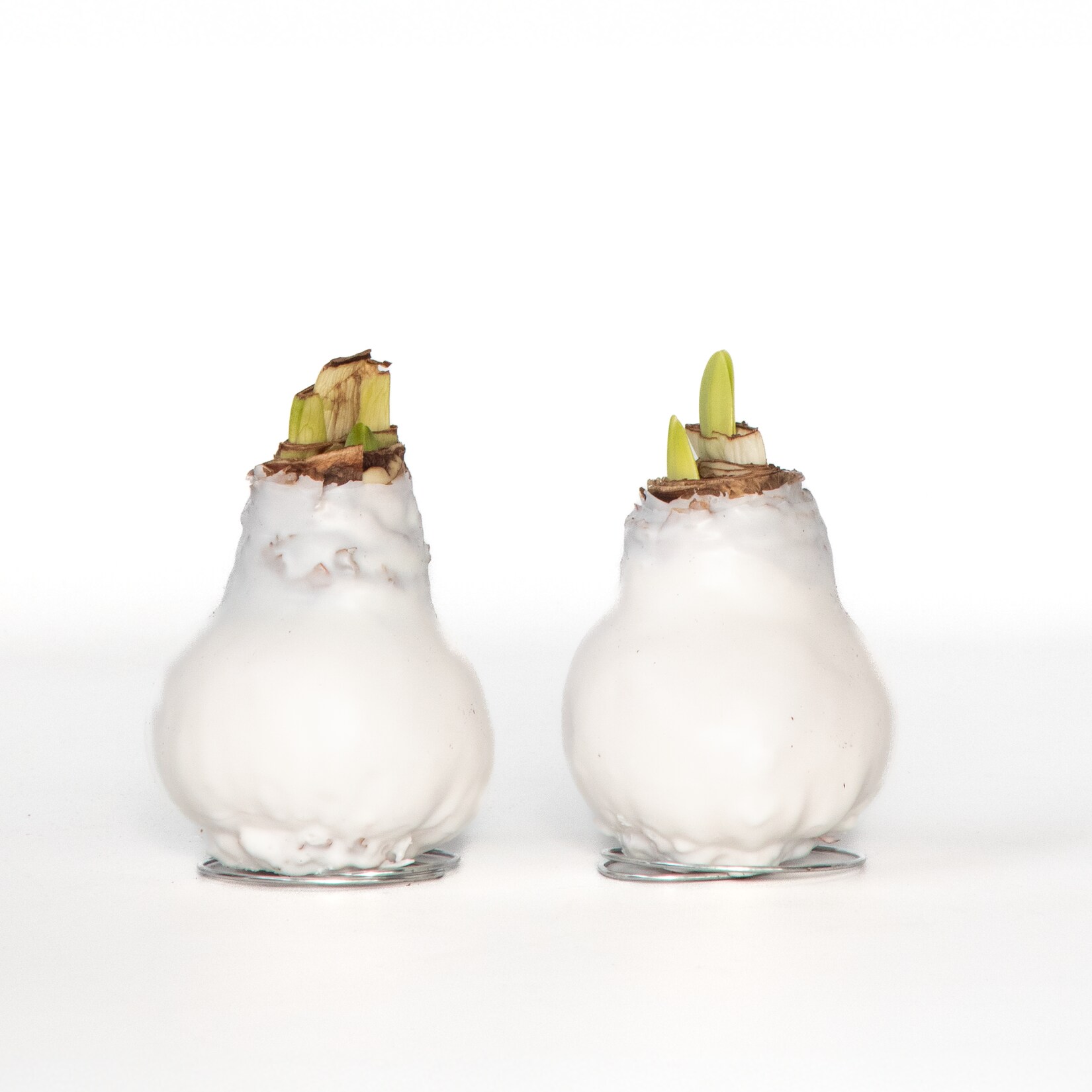 Plant in a Box – Amaryllis – Hippeastrum ‚Wax White‘ – Zwiebel – Rote Blüten | 06097239299262