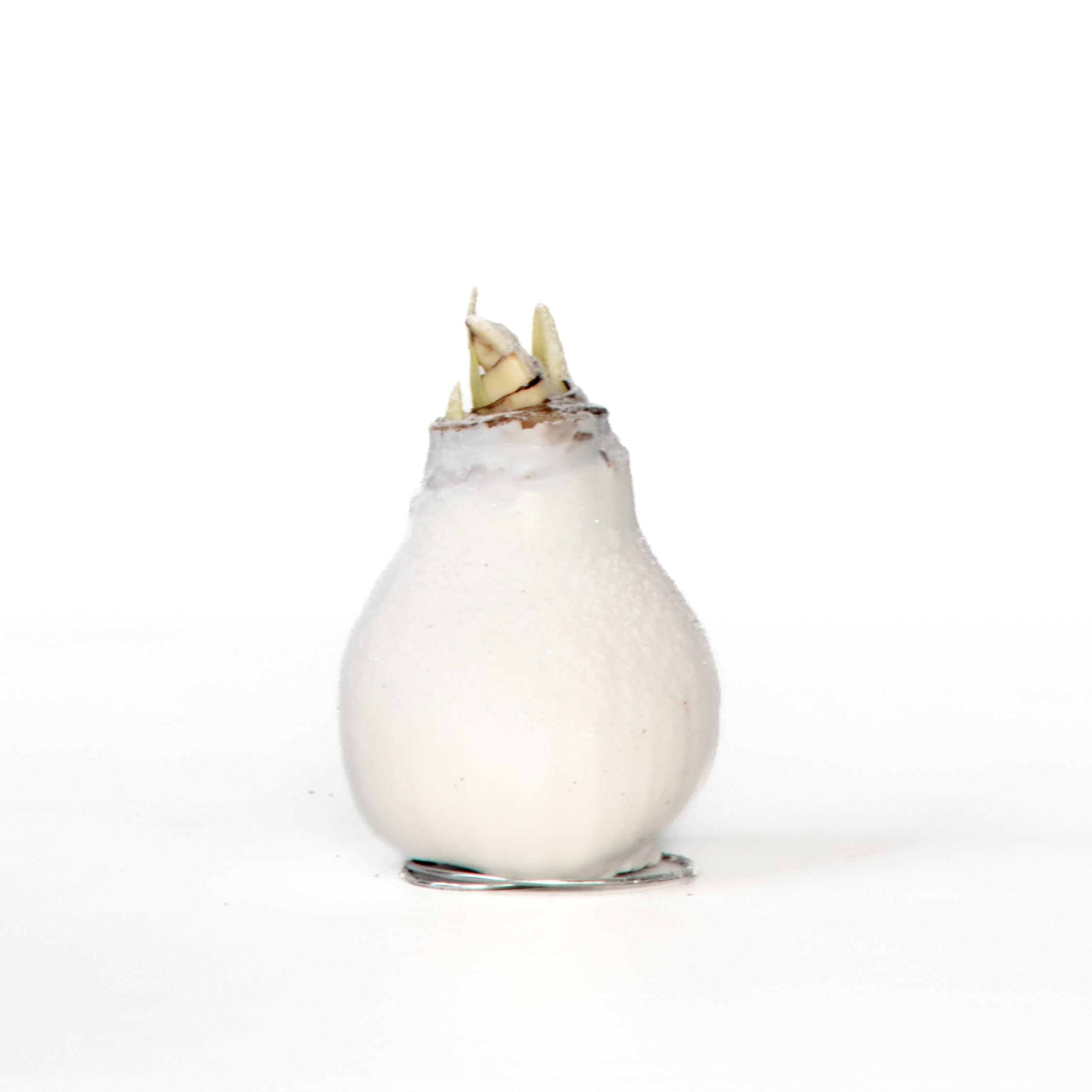 Plant in a Box - Amaryllis - Hippeastrum 'Wax Snow White' - Zwiebel - Rote Bl&uuml;ten - Bild 1