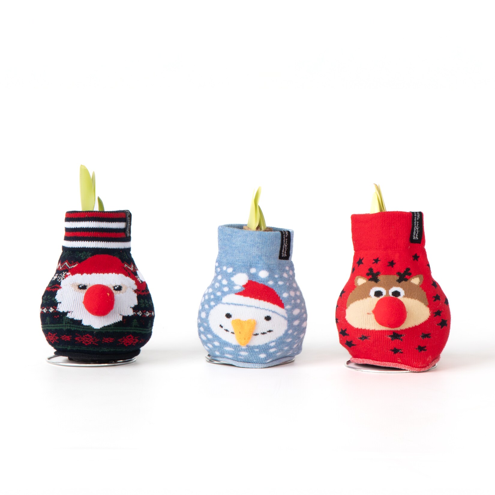 Plant in a Box – Amaryllis – 3er-Set – Hippeastrum ‚Xmas Sweater Mix‘ – Kugel | 06097227055030